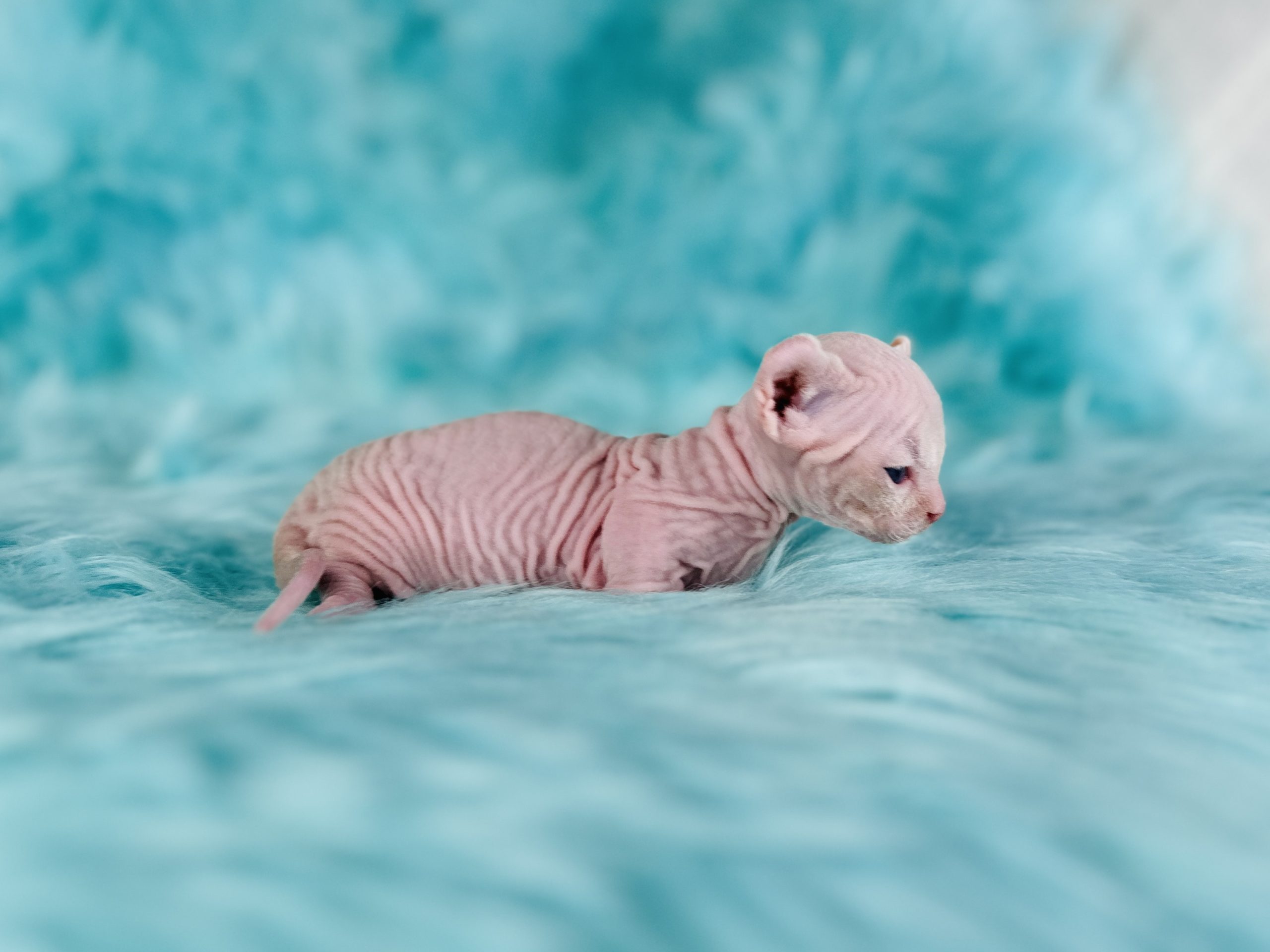 Dwelf Sphynx for sale