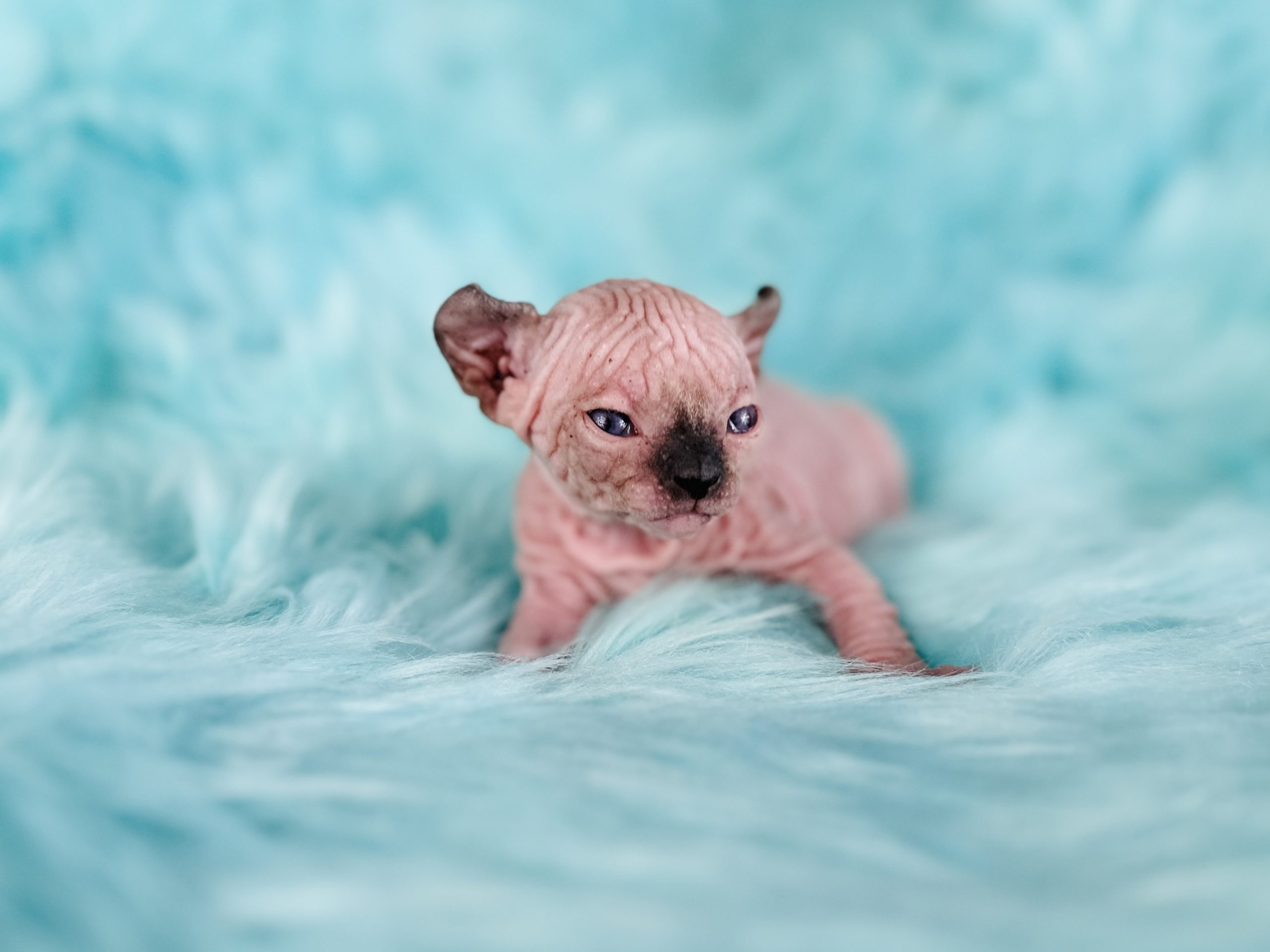 Elf  Sphynx for sale