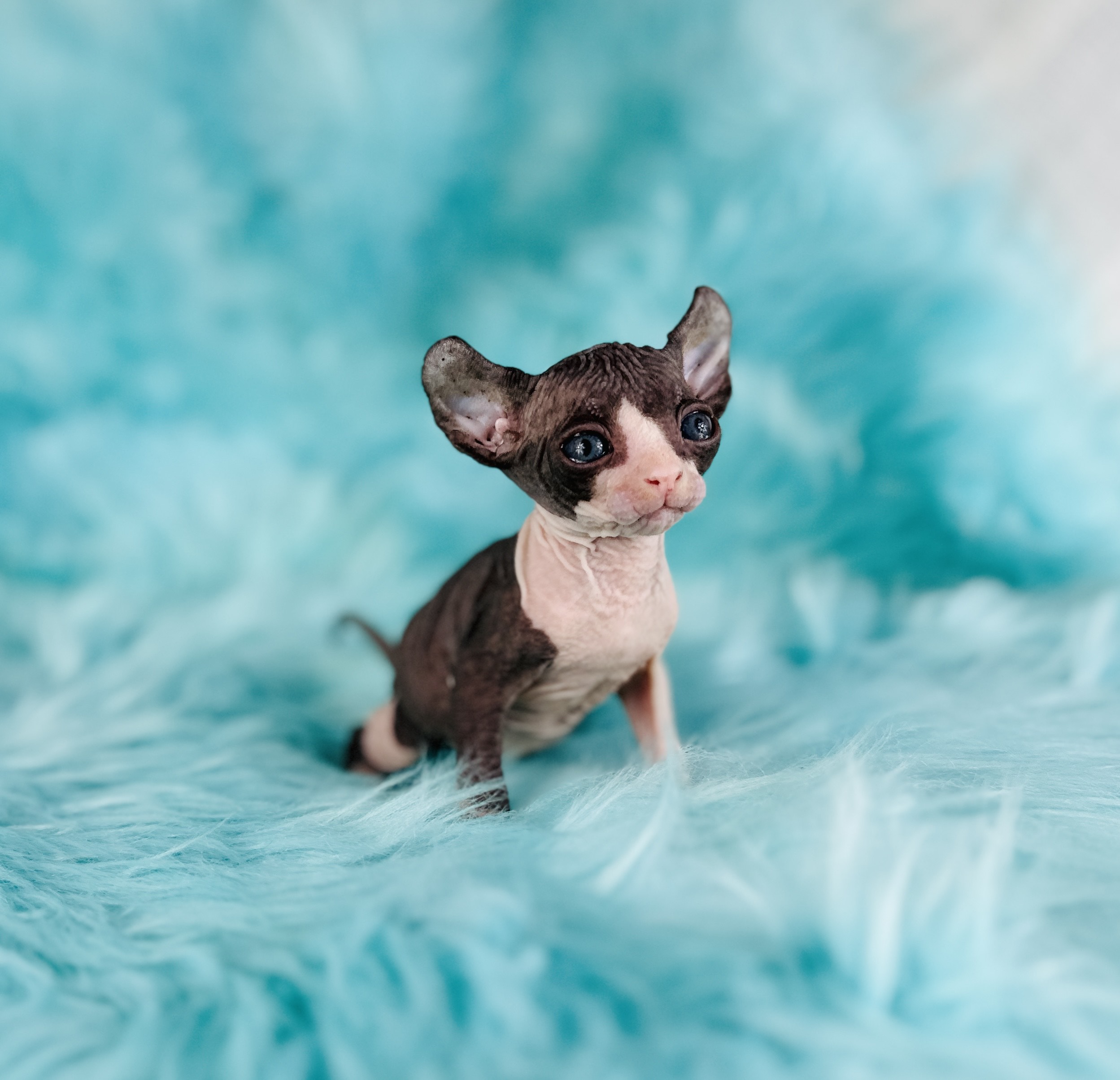 Elf Tuxedo Sphynx Kitten