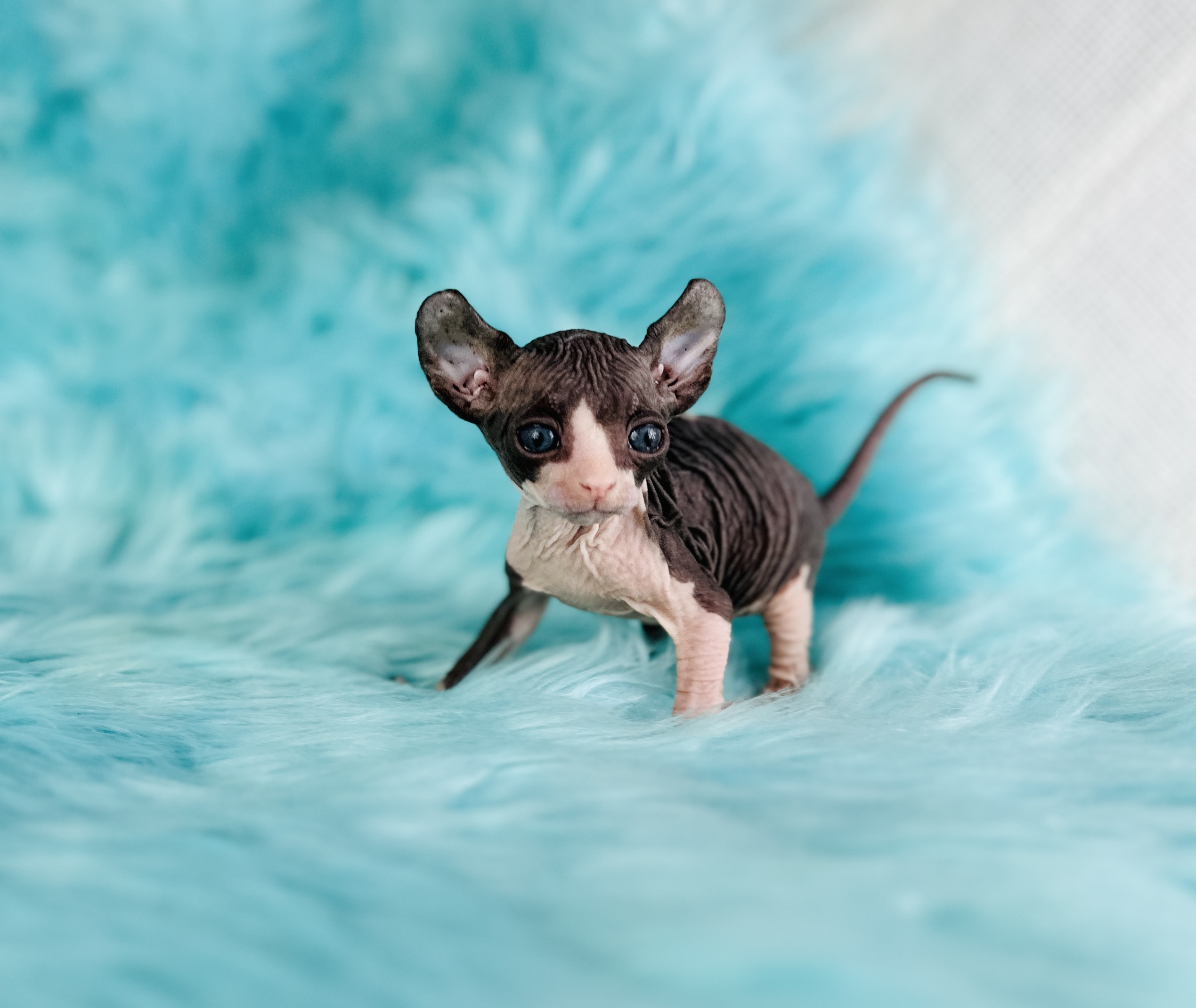 Elf Tuxedo Sphynx cat