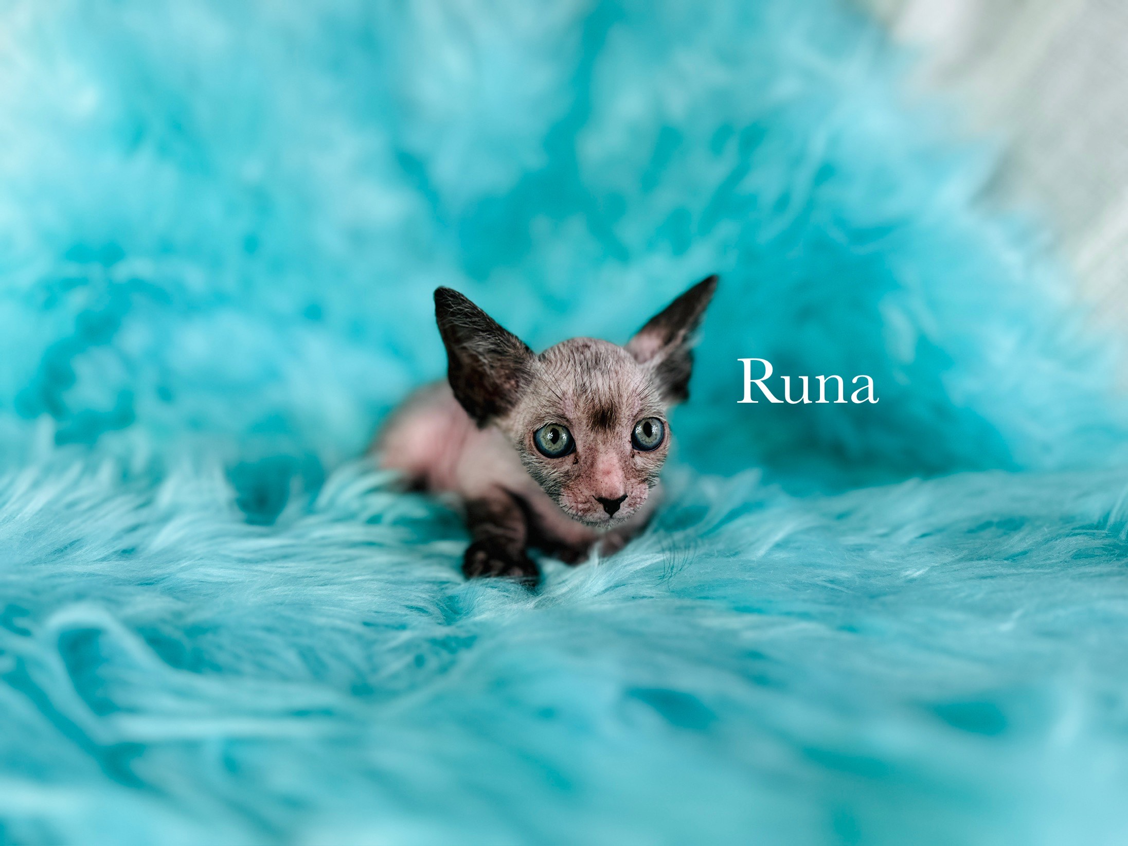 Lykoi Kitten