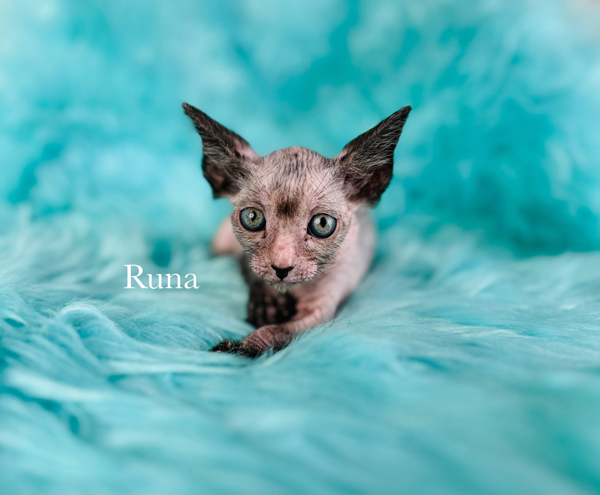 Lykoi Wolf Kitten