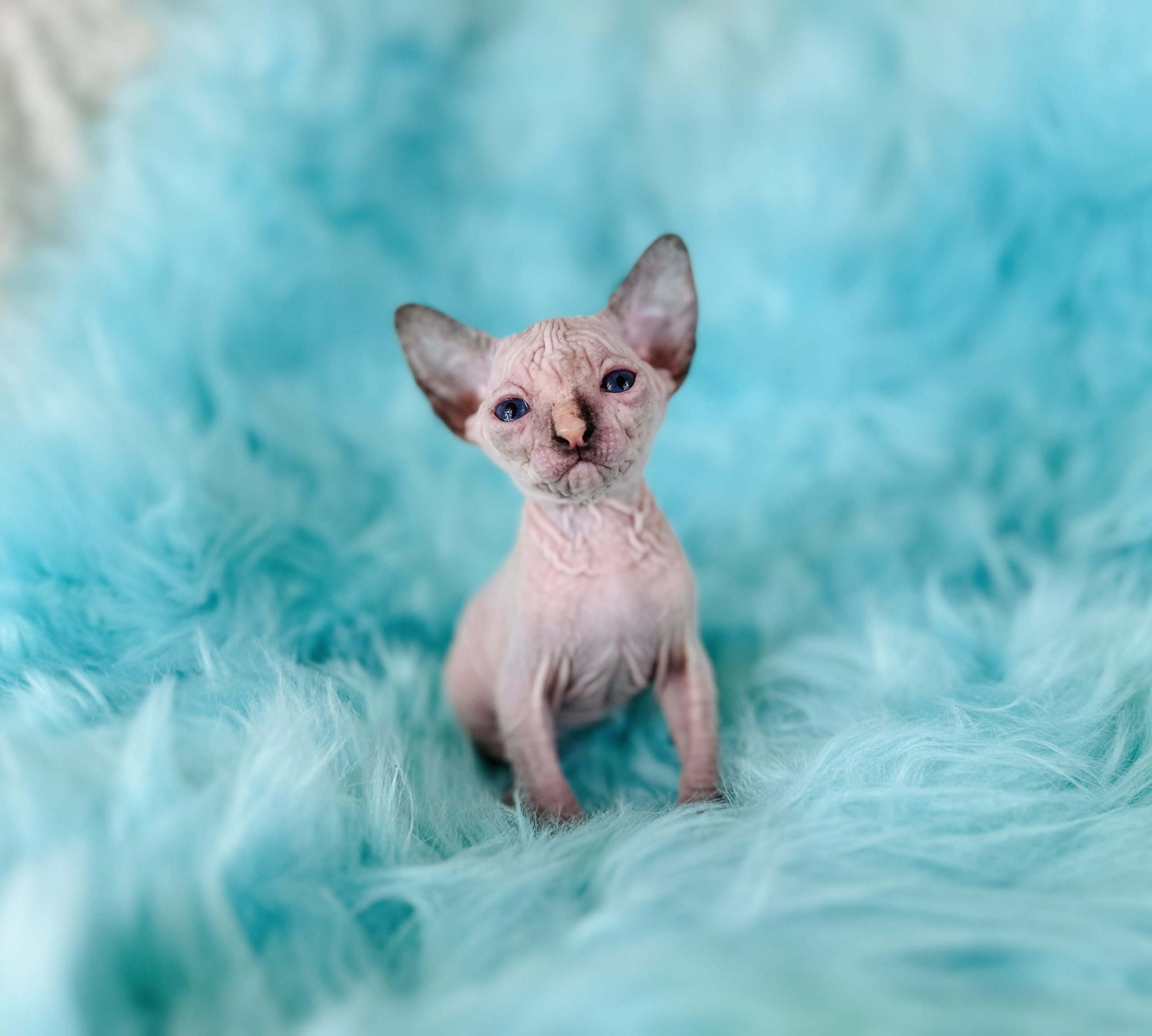 Wrinkly Sphynx Kitten for sale