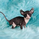 Panda Bear - Elf Tuxedo Sphynx