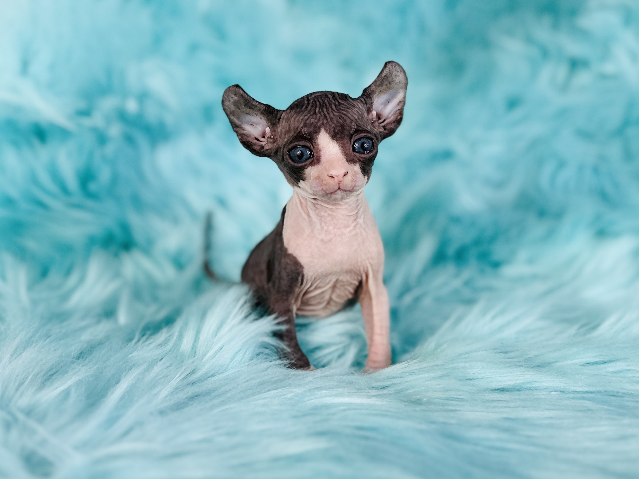 Panda Bear - Elf Tuxedo Sphynx Boy 