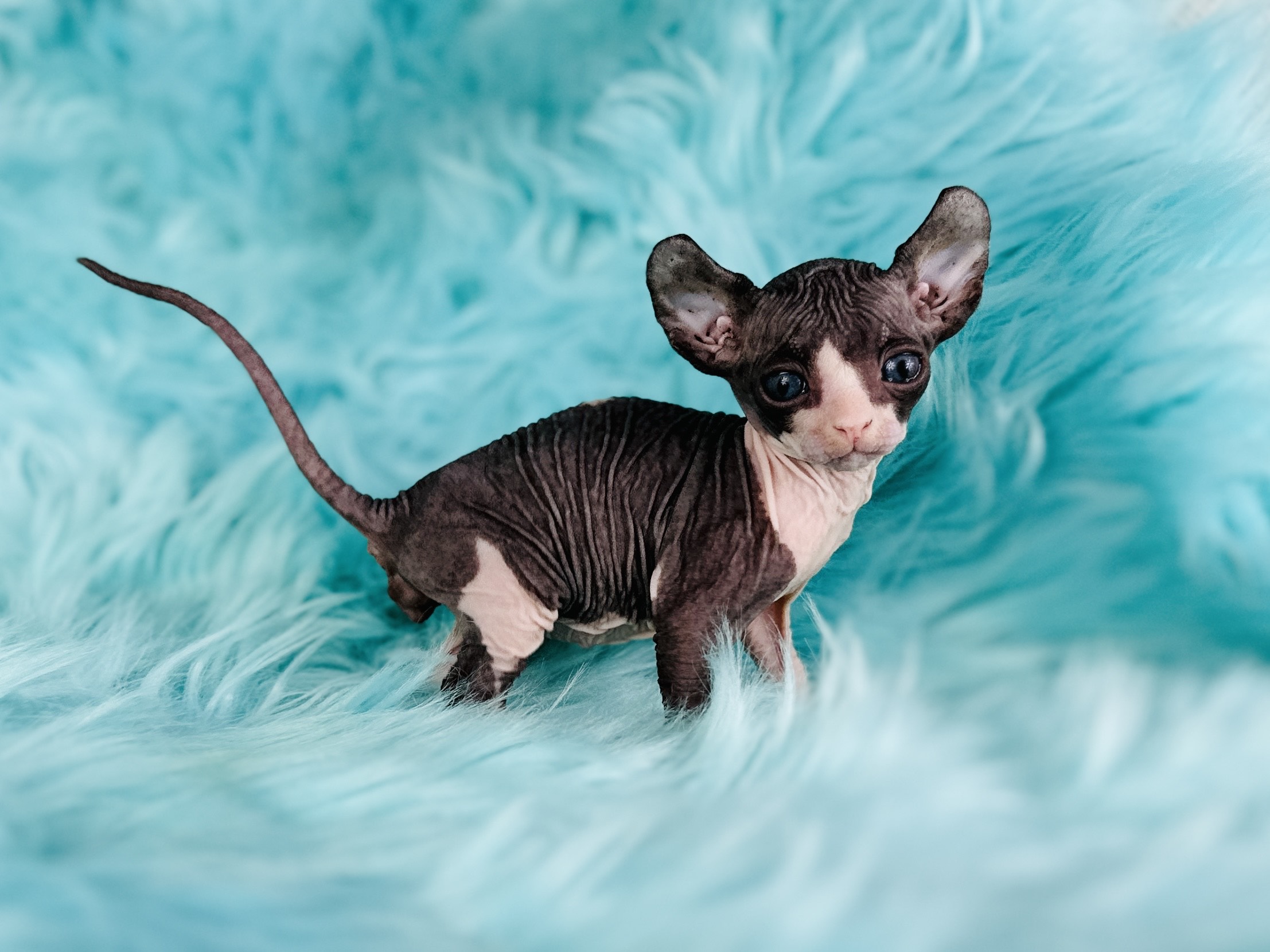 Panda Bear - Elf Tuxedo Sphynx