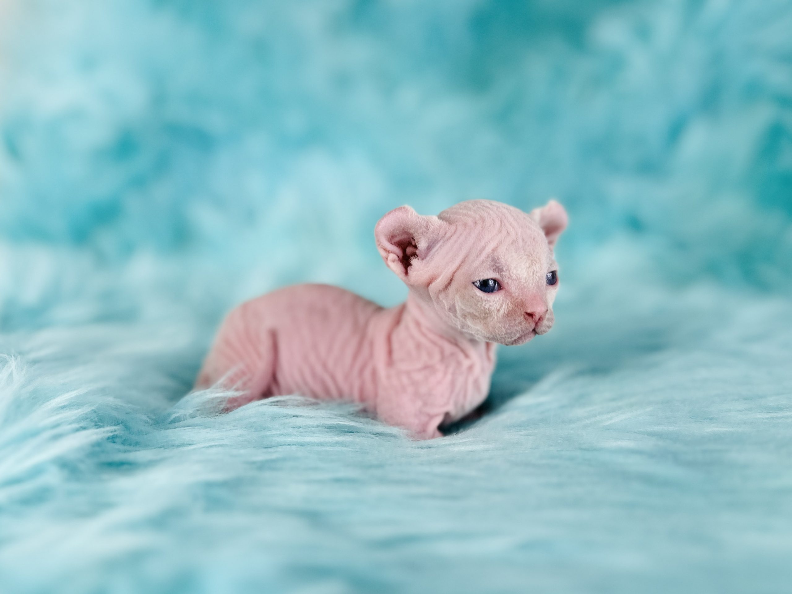 Rare Solid Pink Dwelf Sphynx