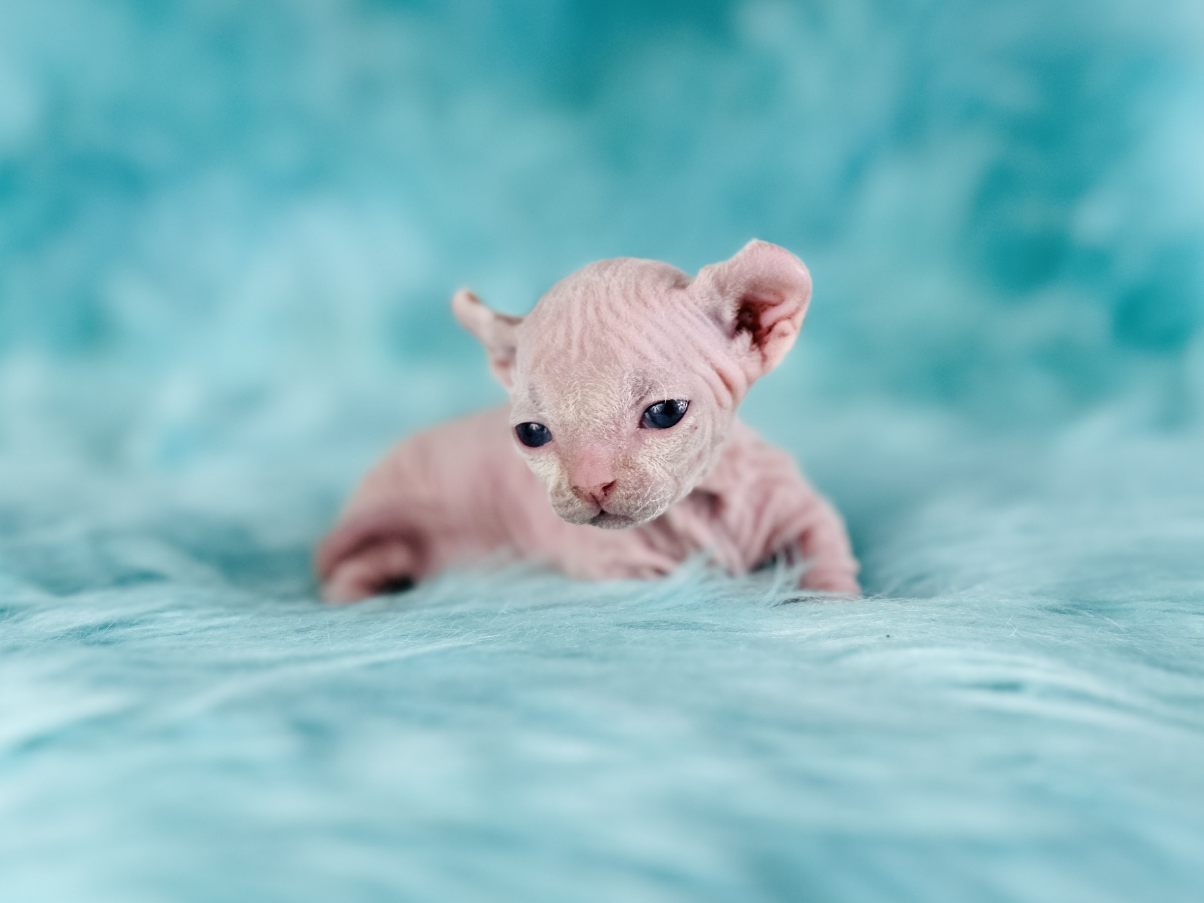 Rare Sphynx Kitten