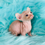 Red Bambino Dwarf Sphynx Kitten