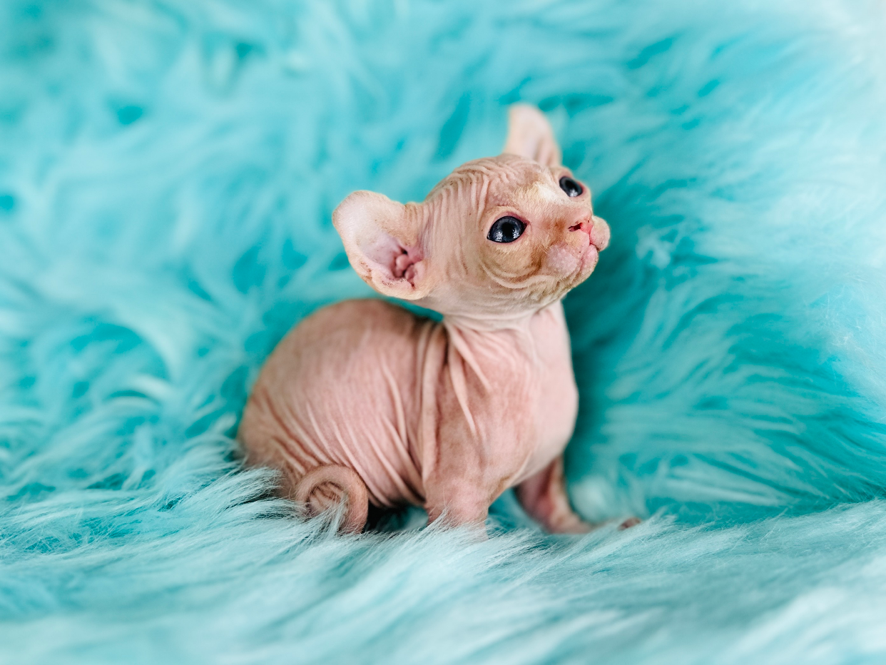 Red Bambino Dwarf Sphynx Kitten