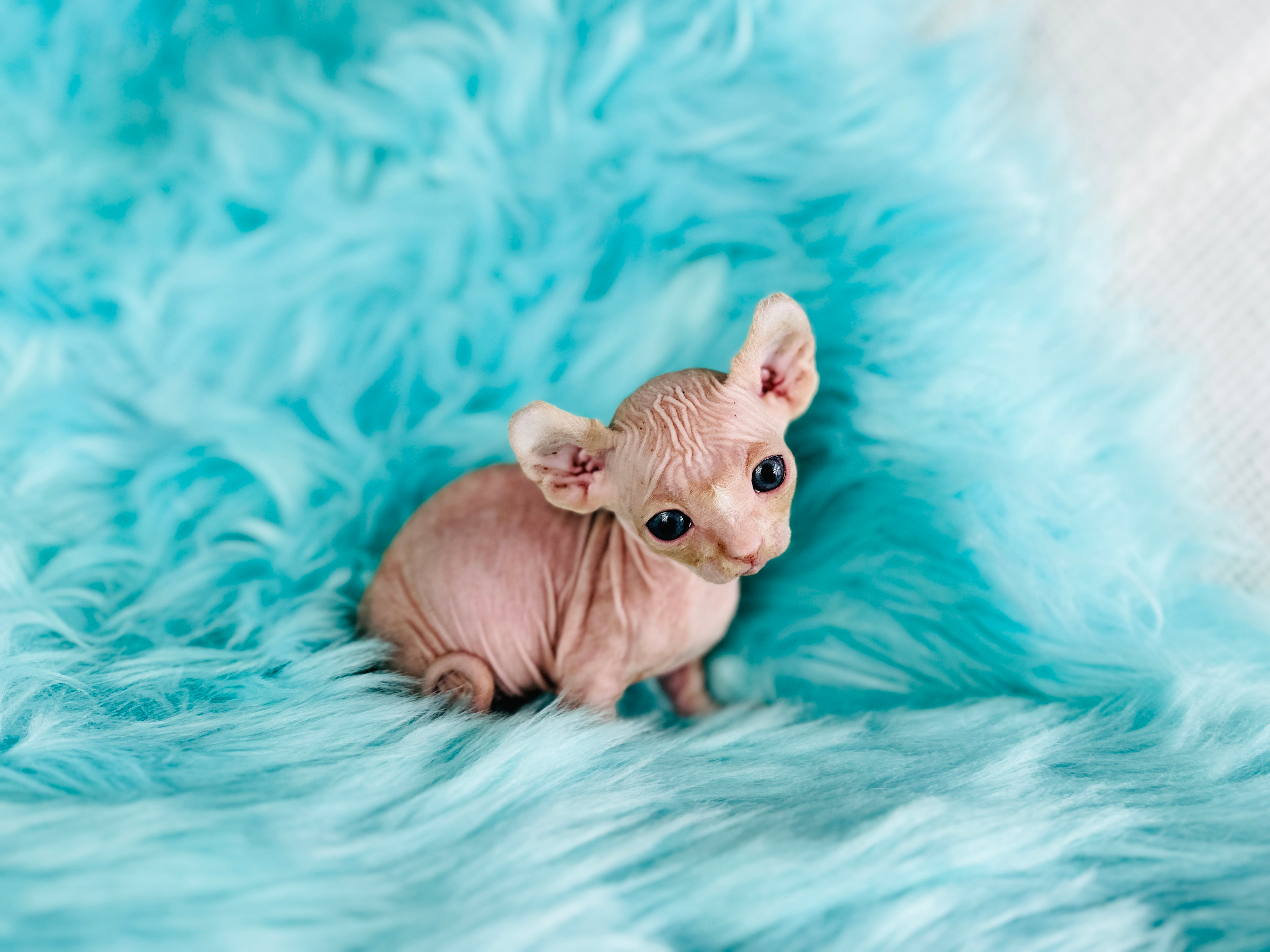 Red Bambino Dwarf Sphynx for sale