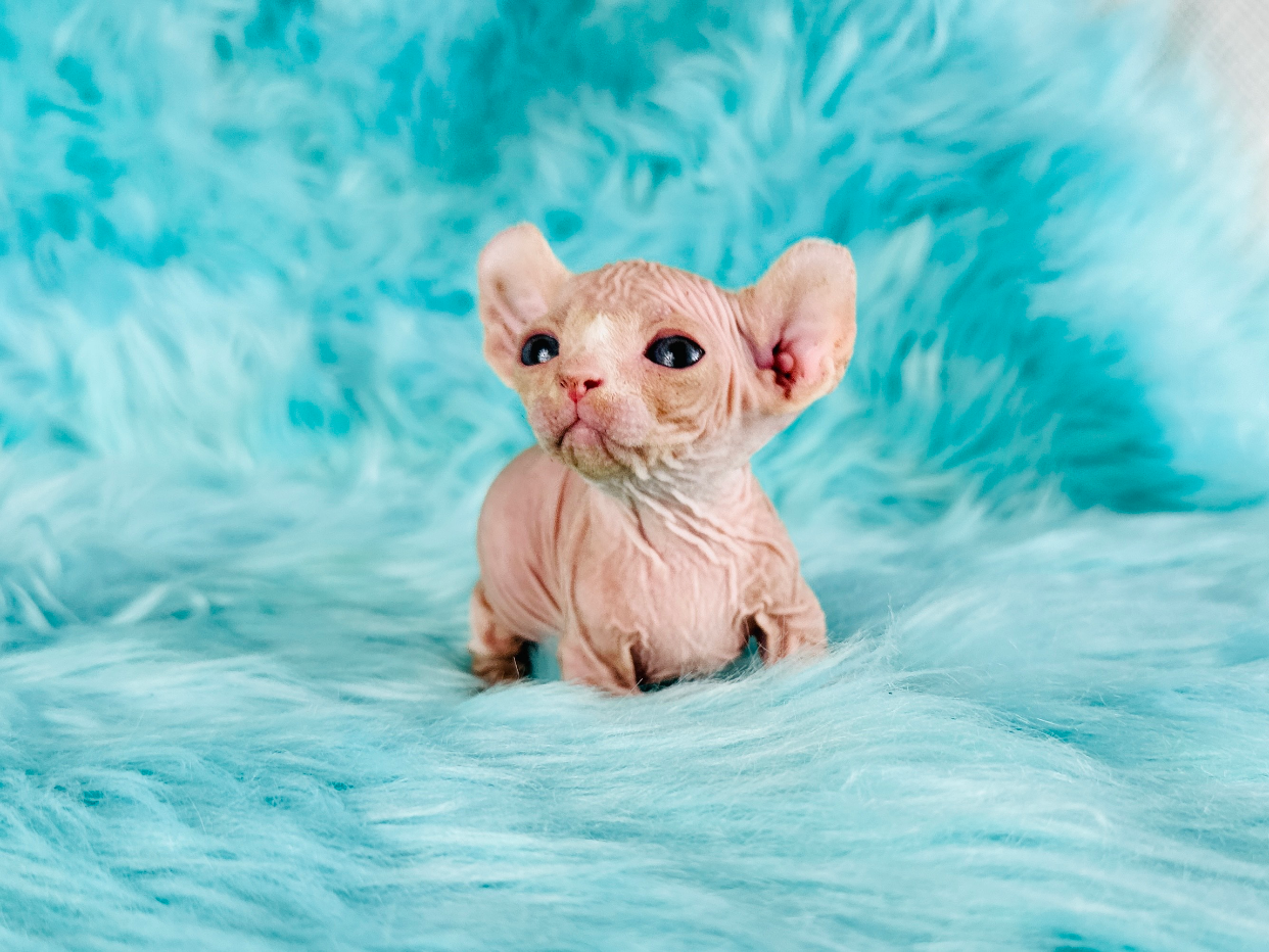 Red Bambino Dwarf Sphynx