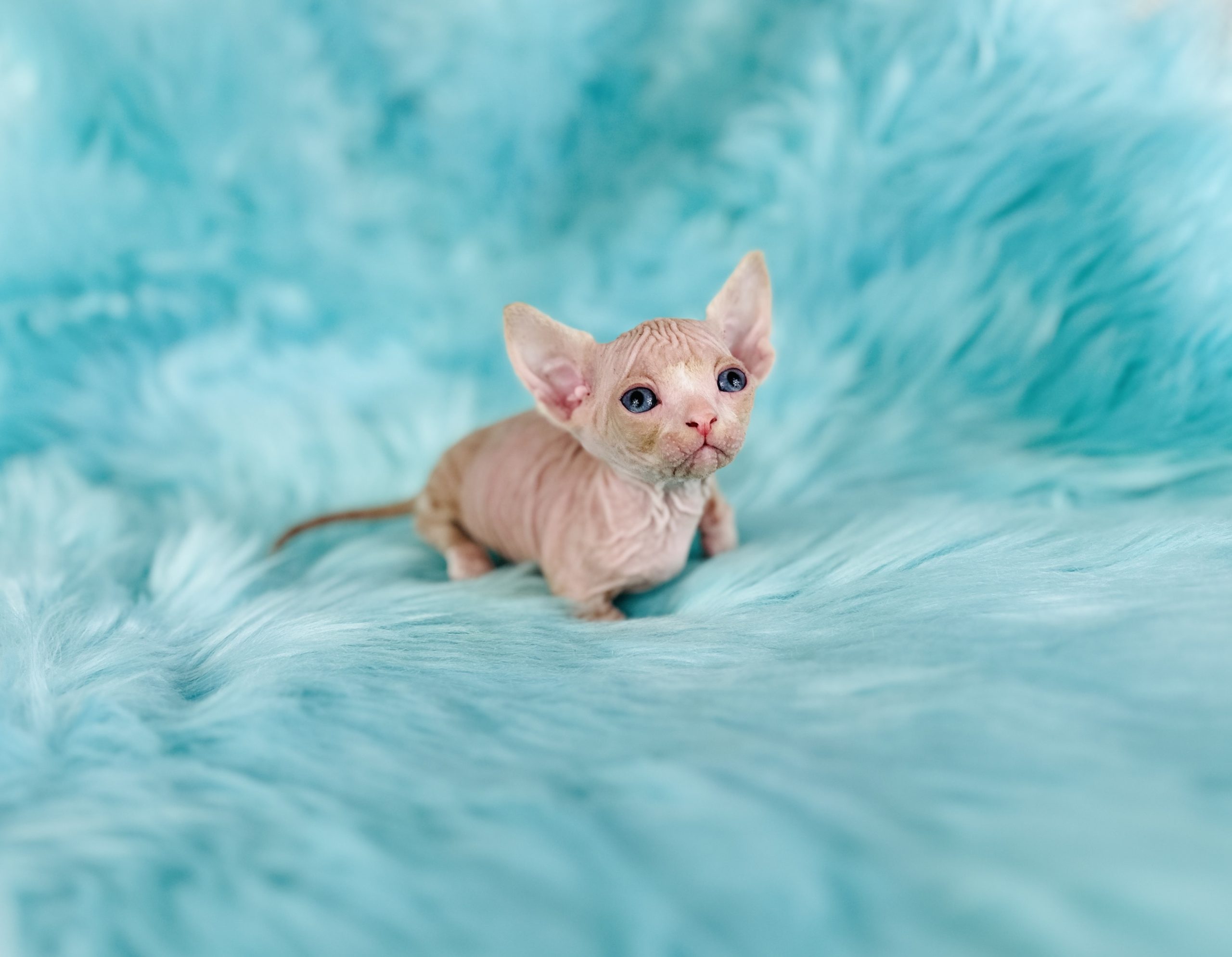 Red Bambino Sphynx cat for sale usa