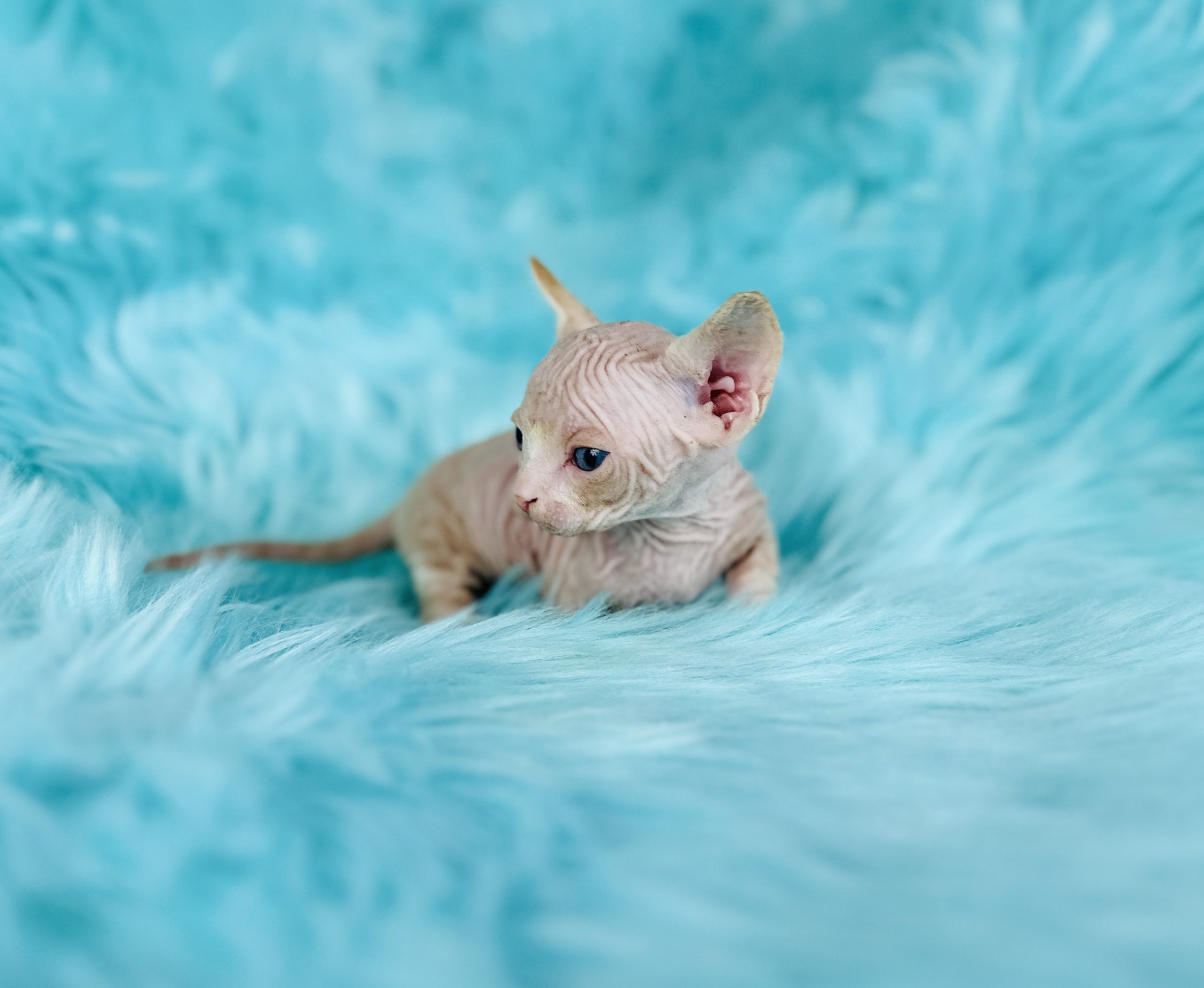 Red Bambino Sphynx kitten for sale