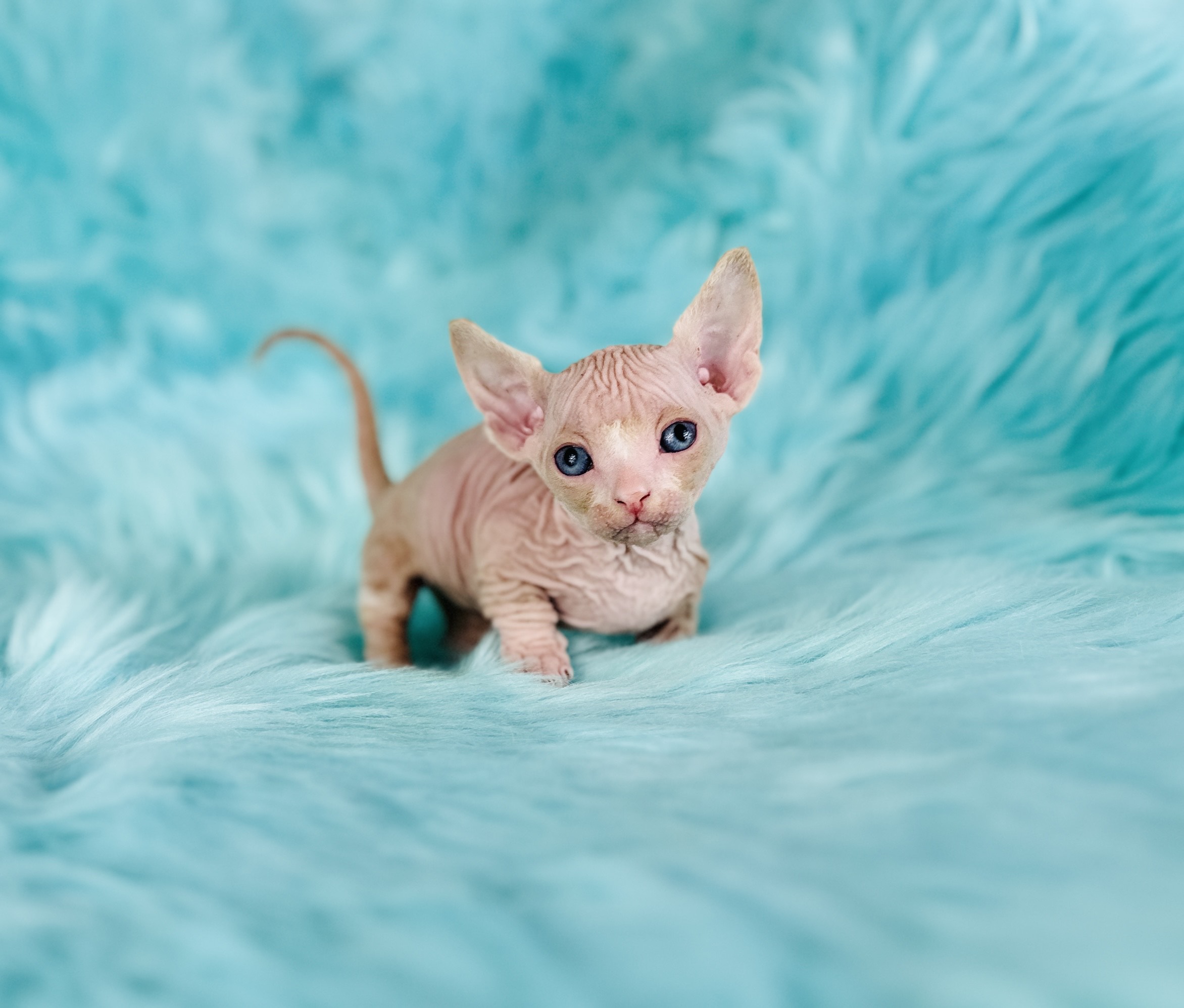 Red Bambino Sphynx