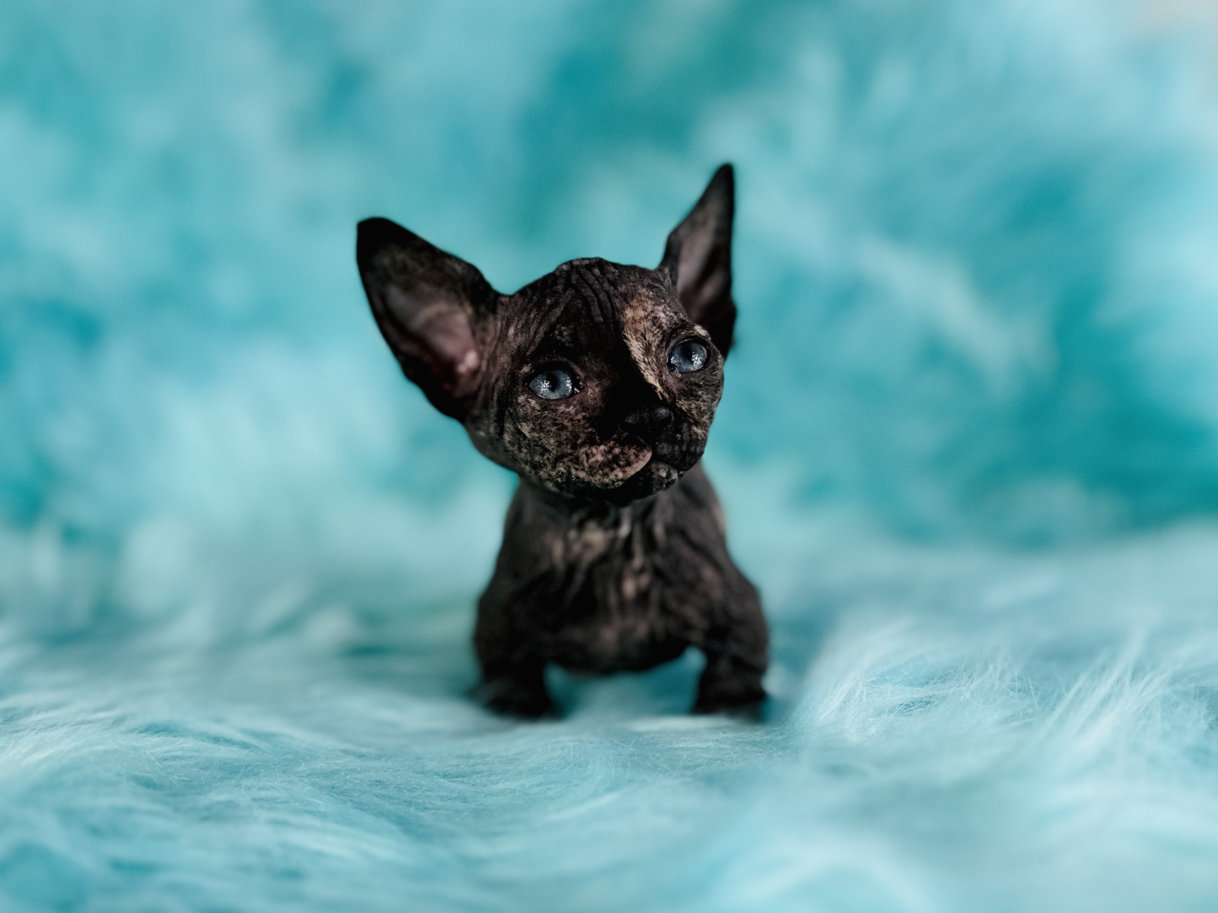 Sphynx Black Tortie Bambino cat for sale