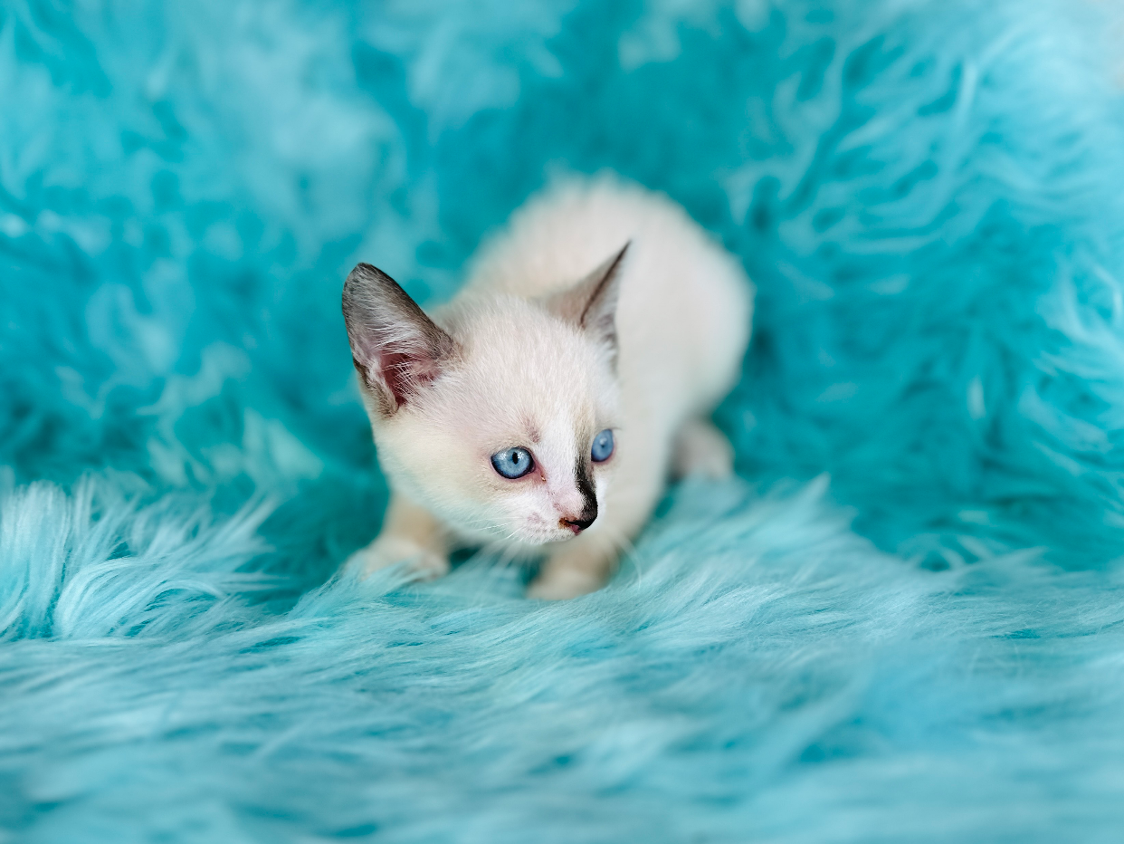 Sphynx kitten for sale 10-18-2024