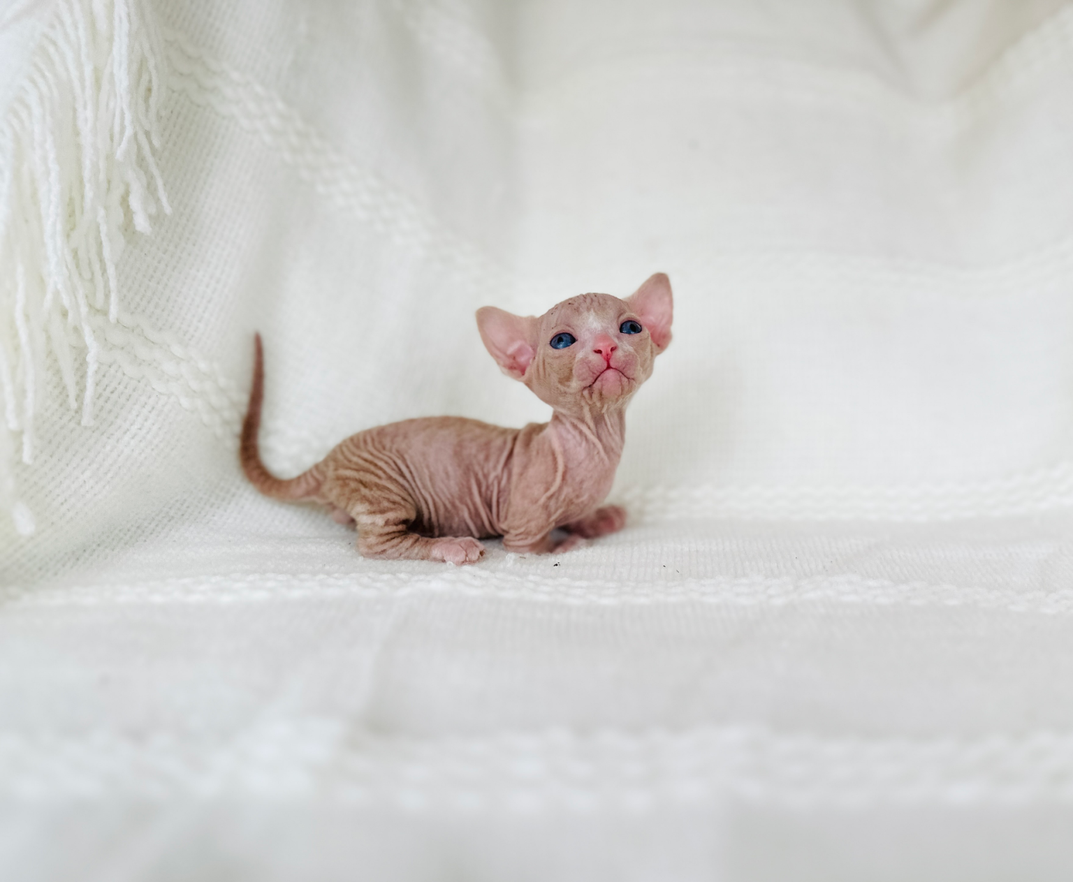 red bambino Sphynx kitten for sale in USA