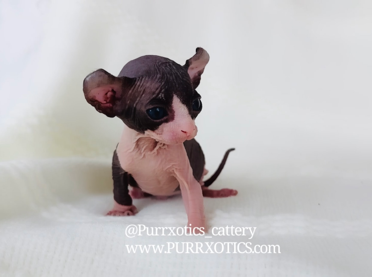 tuxedo Sphynx for sale usa