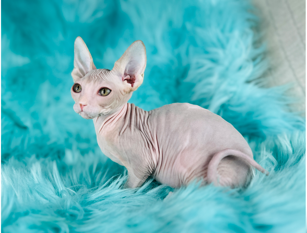 Cream-and-White-Sphynx-Boy