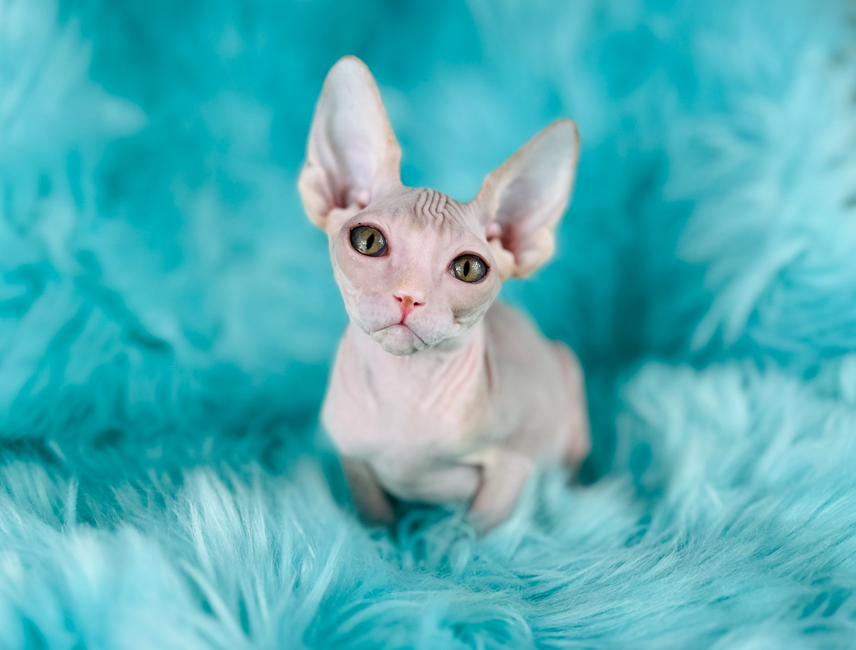 Cream-and-White-Sphynx-cat