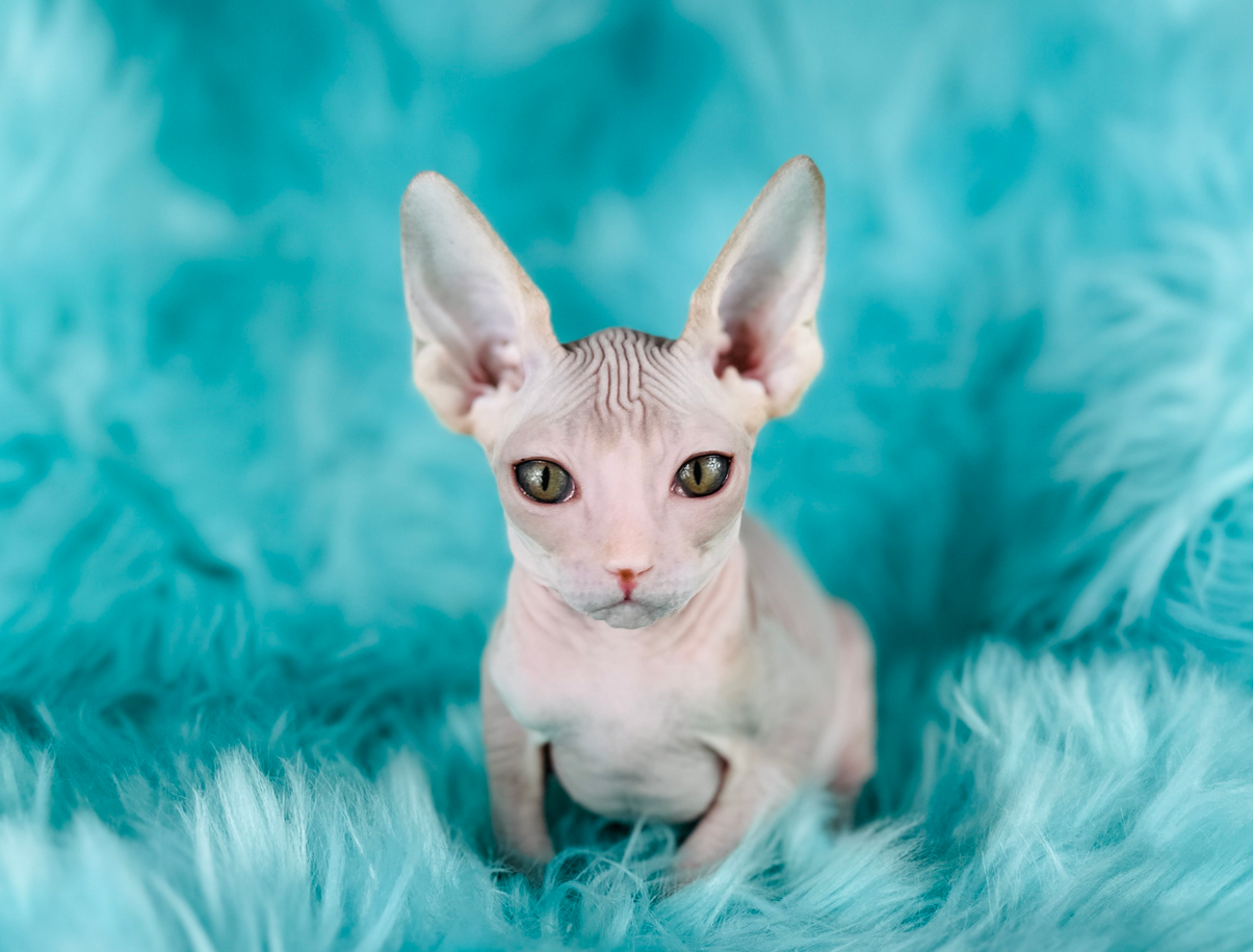 Cream-and-White-Sphynx-kitten