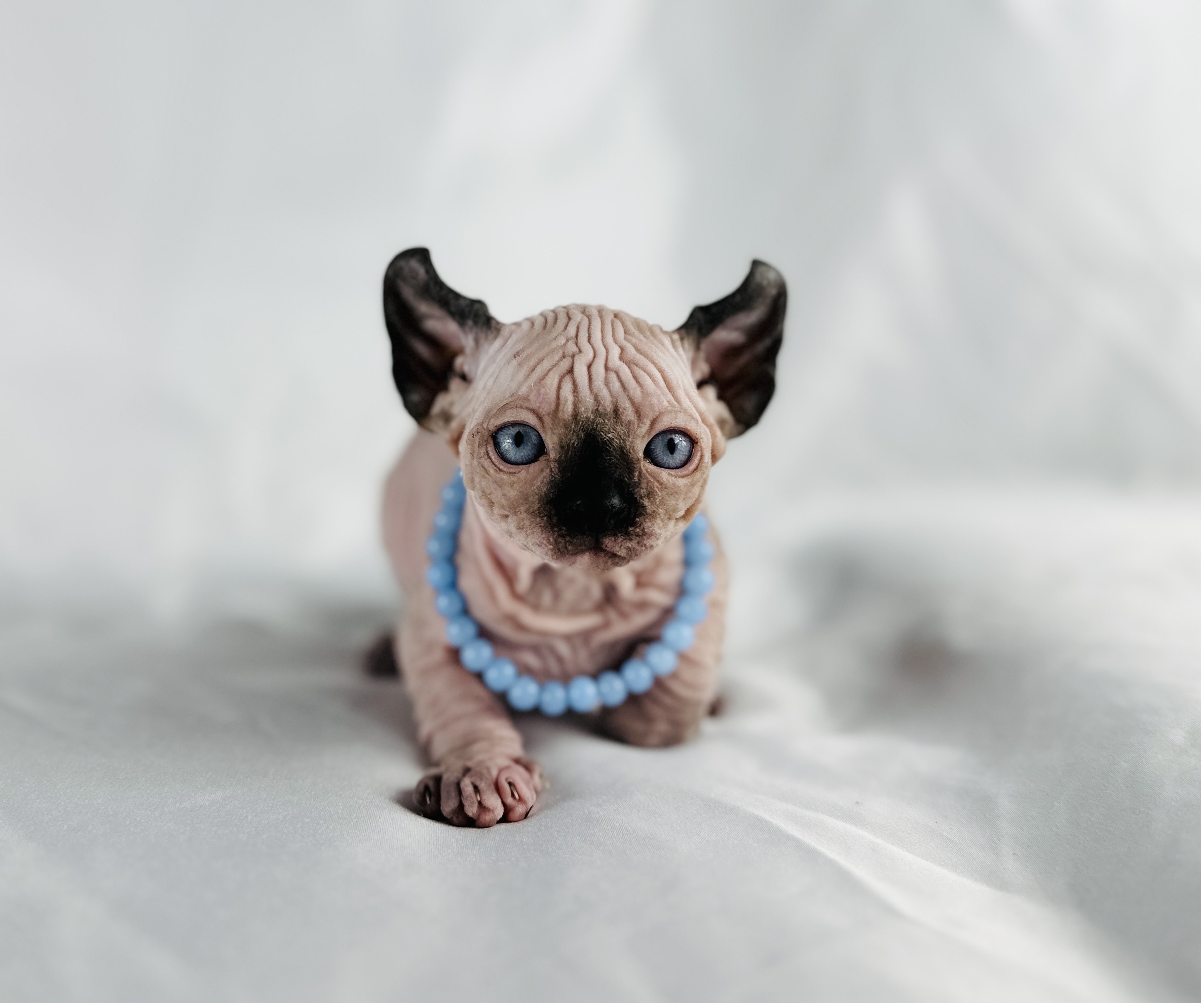 Blue Eyed - Elf Sphynx - Curly Eared