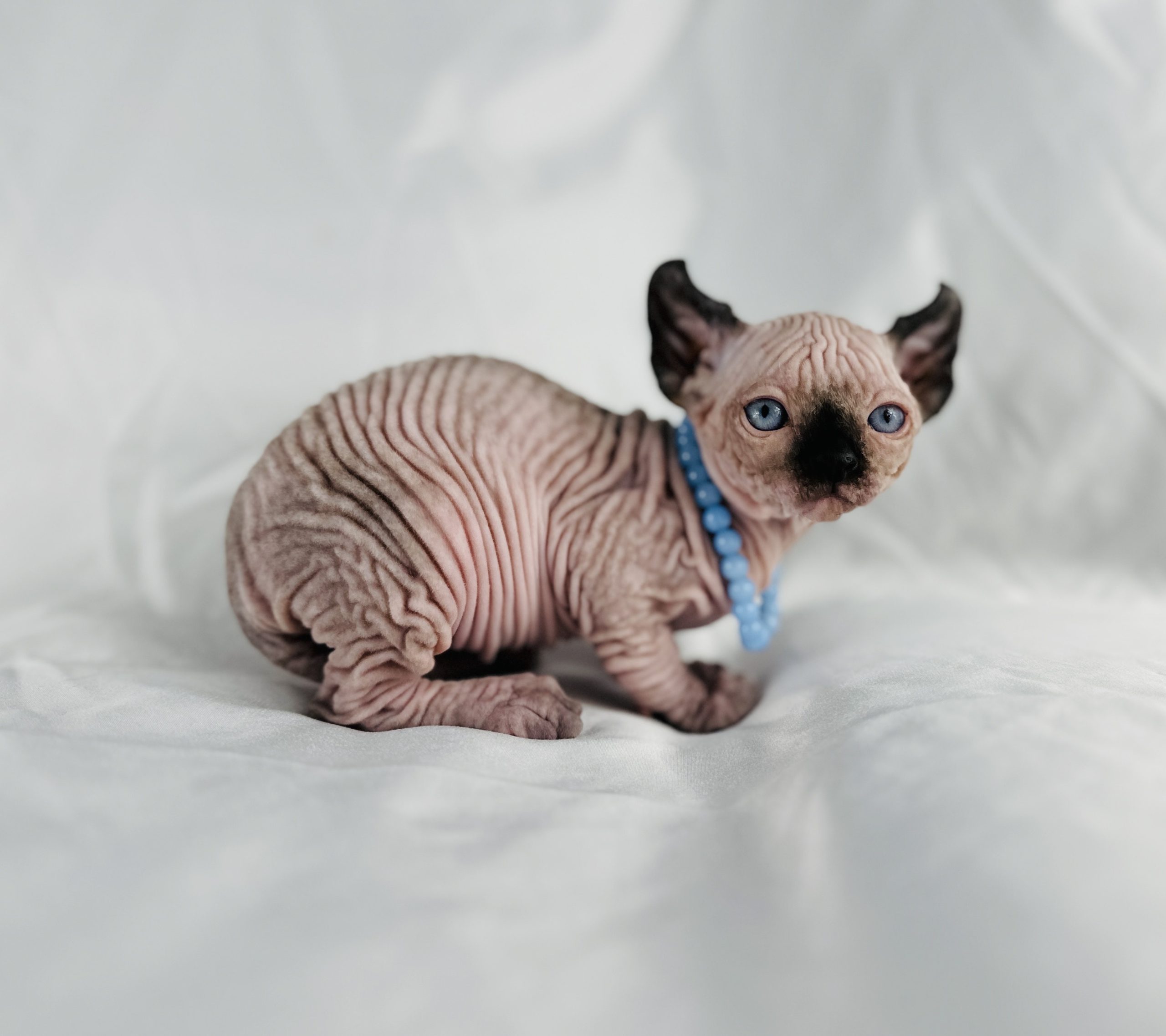 Elf Sphynx for sale