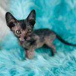 Girl Lykoi Kitten wolf cat