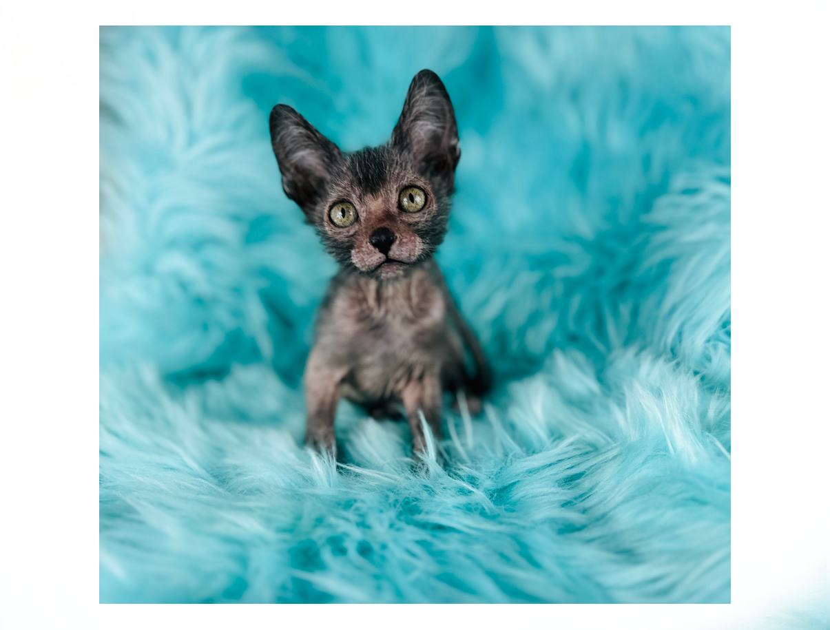 Girl Lykoi Wolf Kitten for sale