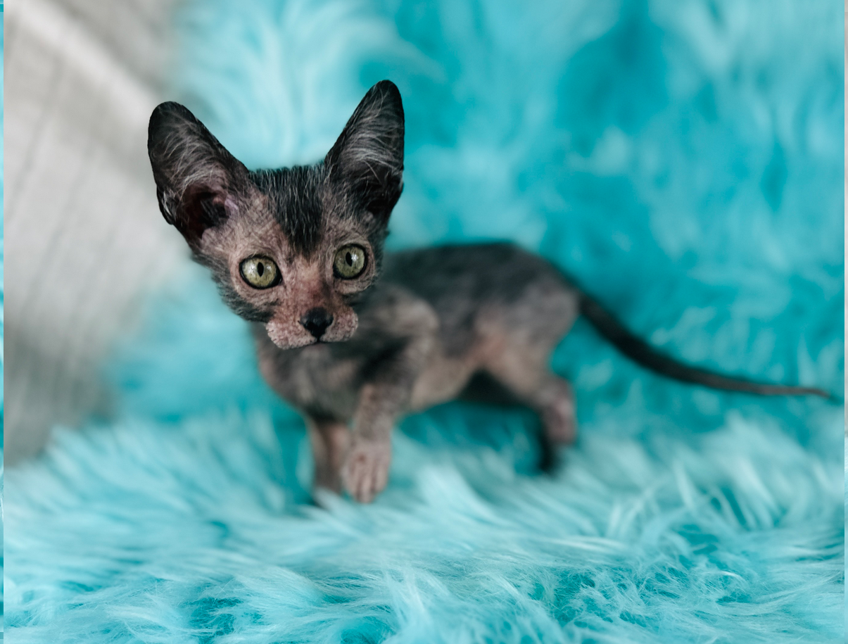 Girl Lykoi Kitten wolf cat