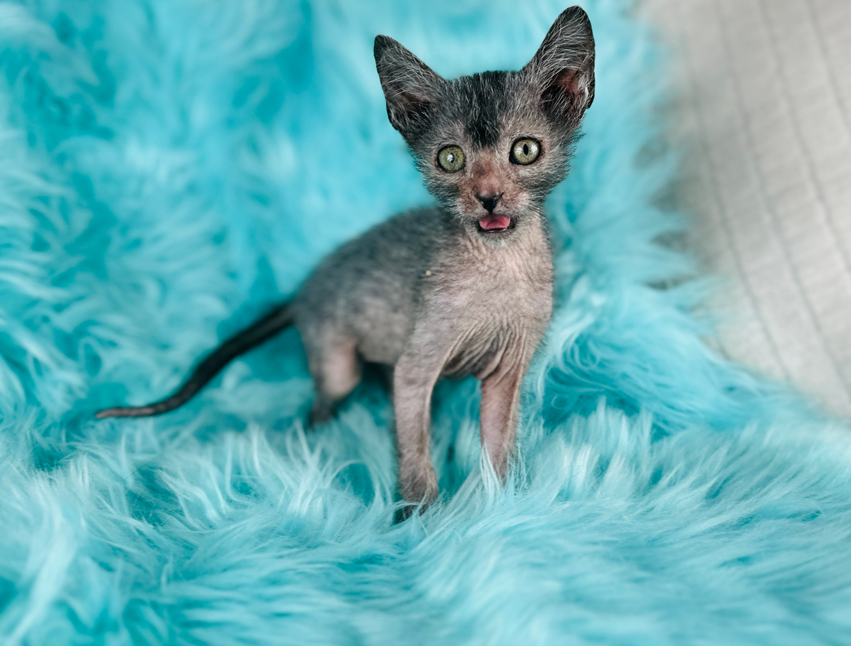 Lykoi Kitten The Real Wolf Cat