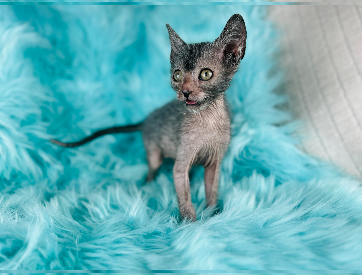 Lykoi Kitten WolfCat for sale usa