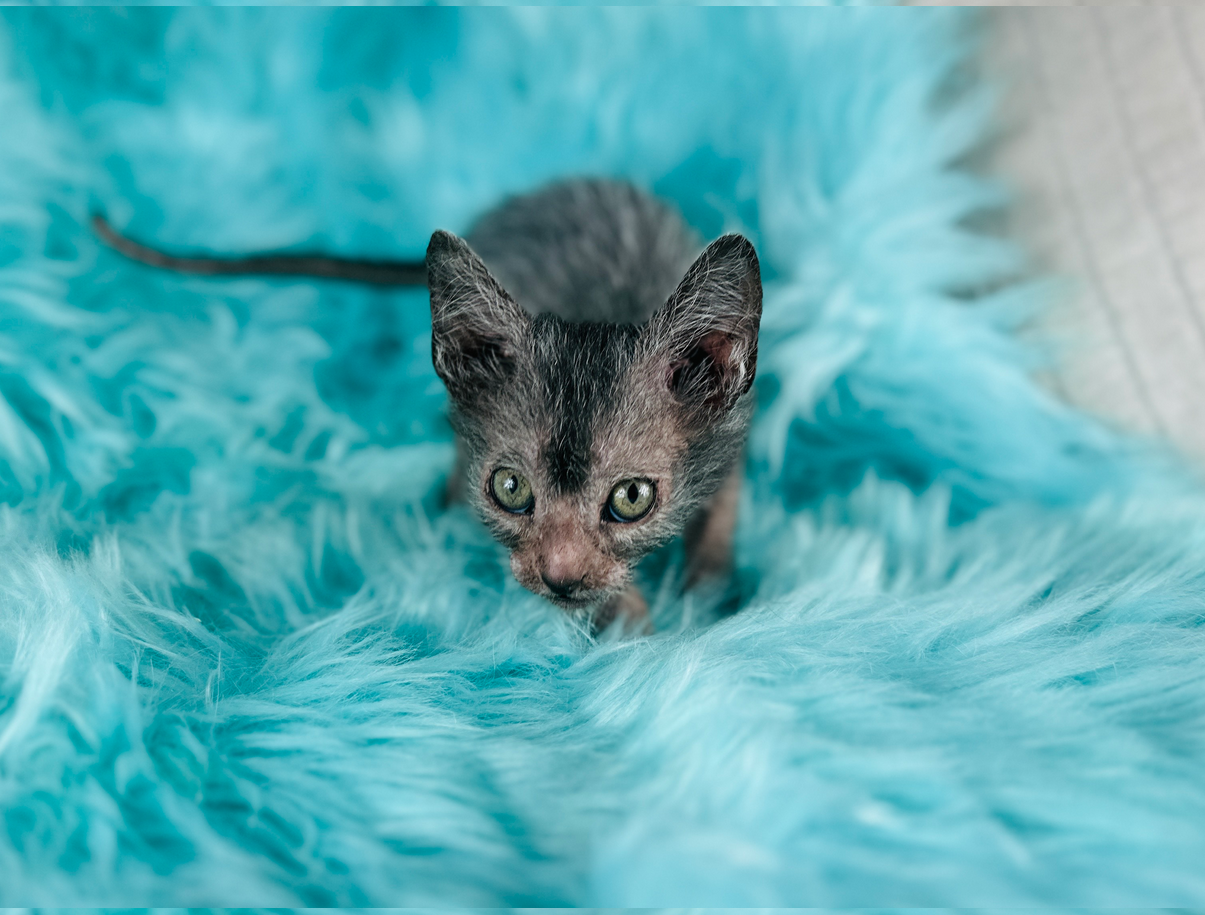 Lykoi Kitten Wolf Cat for sale