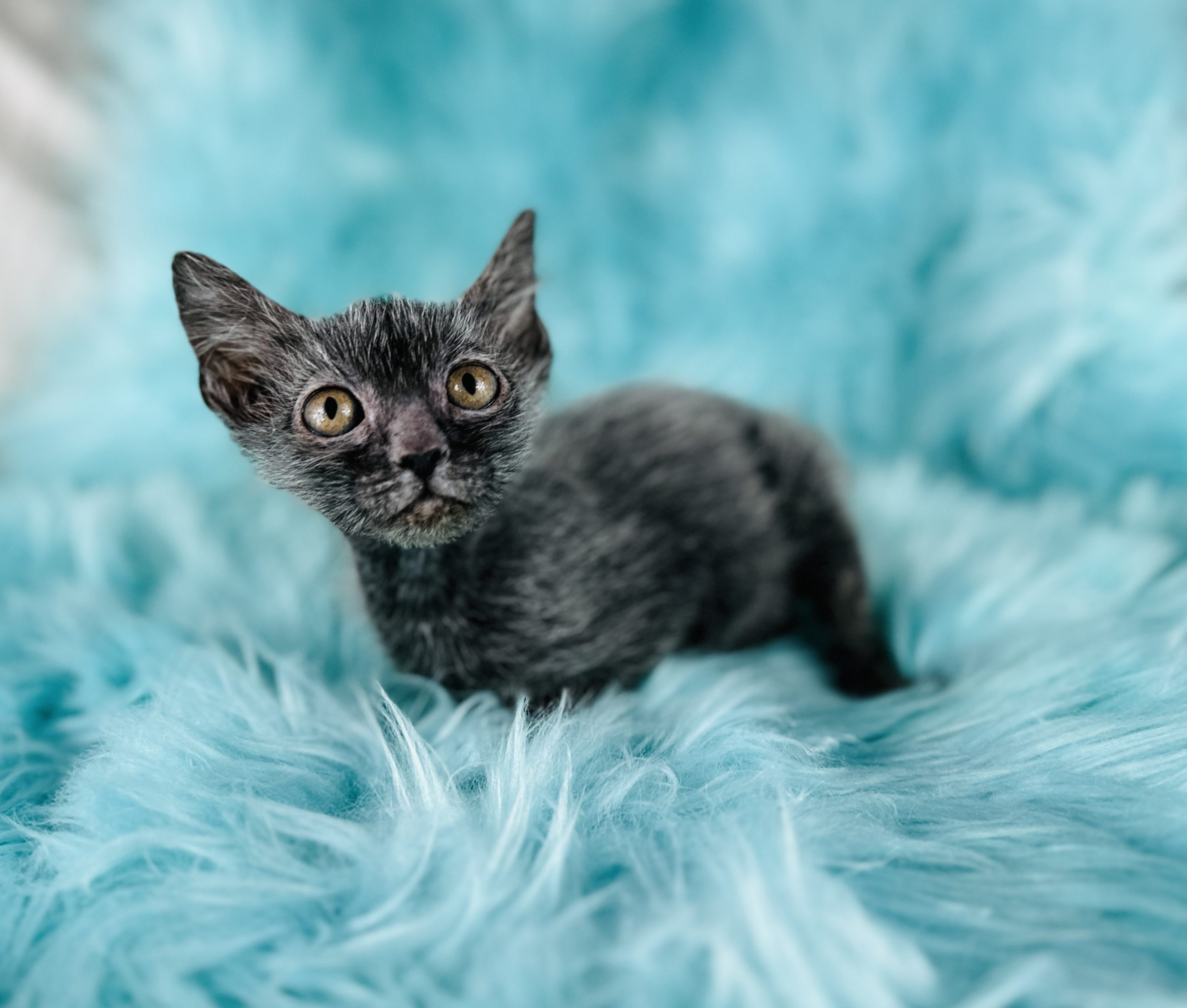 Lykoi Wolf Kitten for sale usa