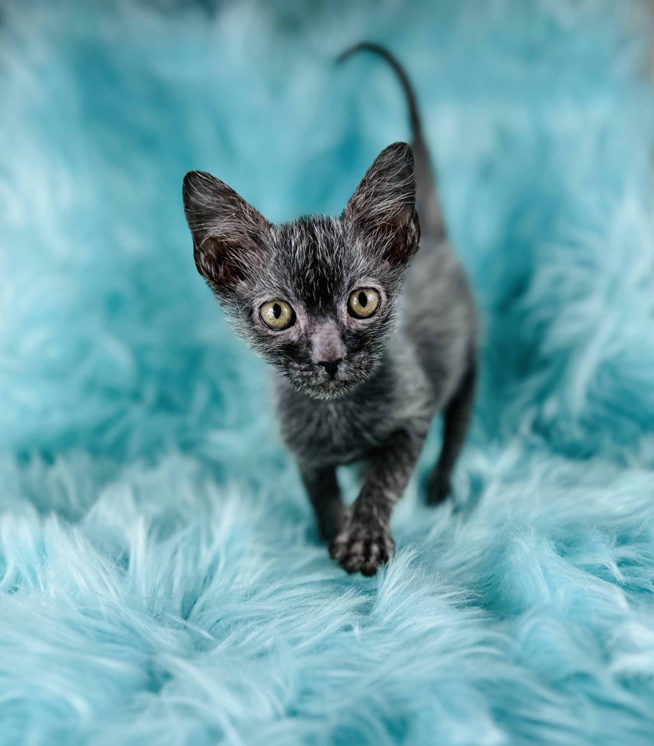 Lykoi Wolf Kitten