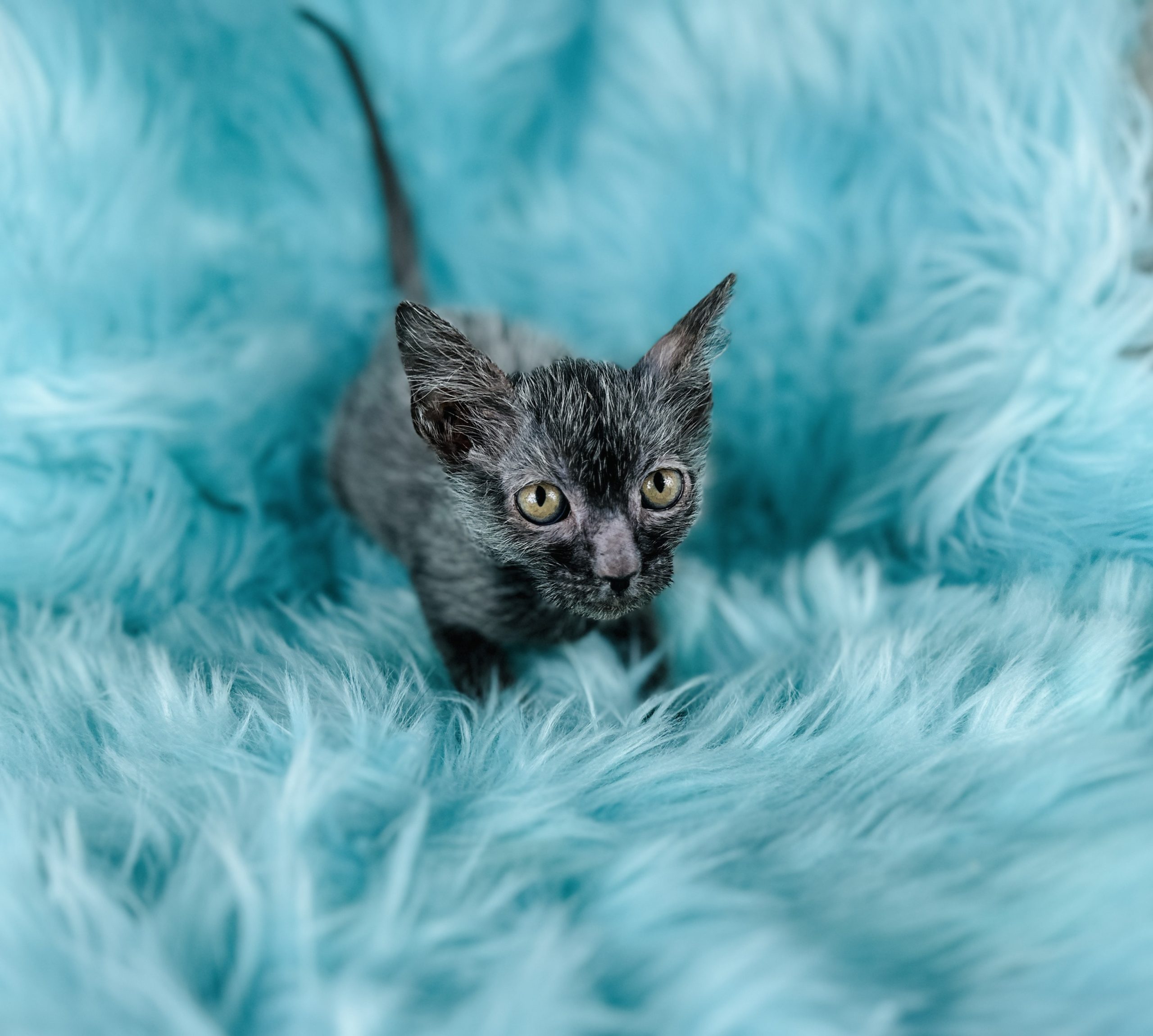 Lykoi Wolf cat for sale usa