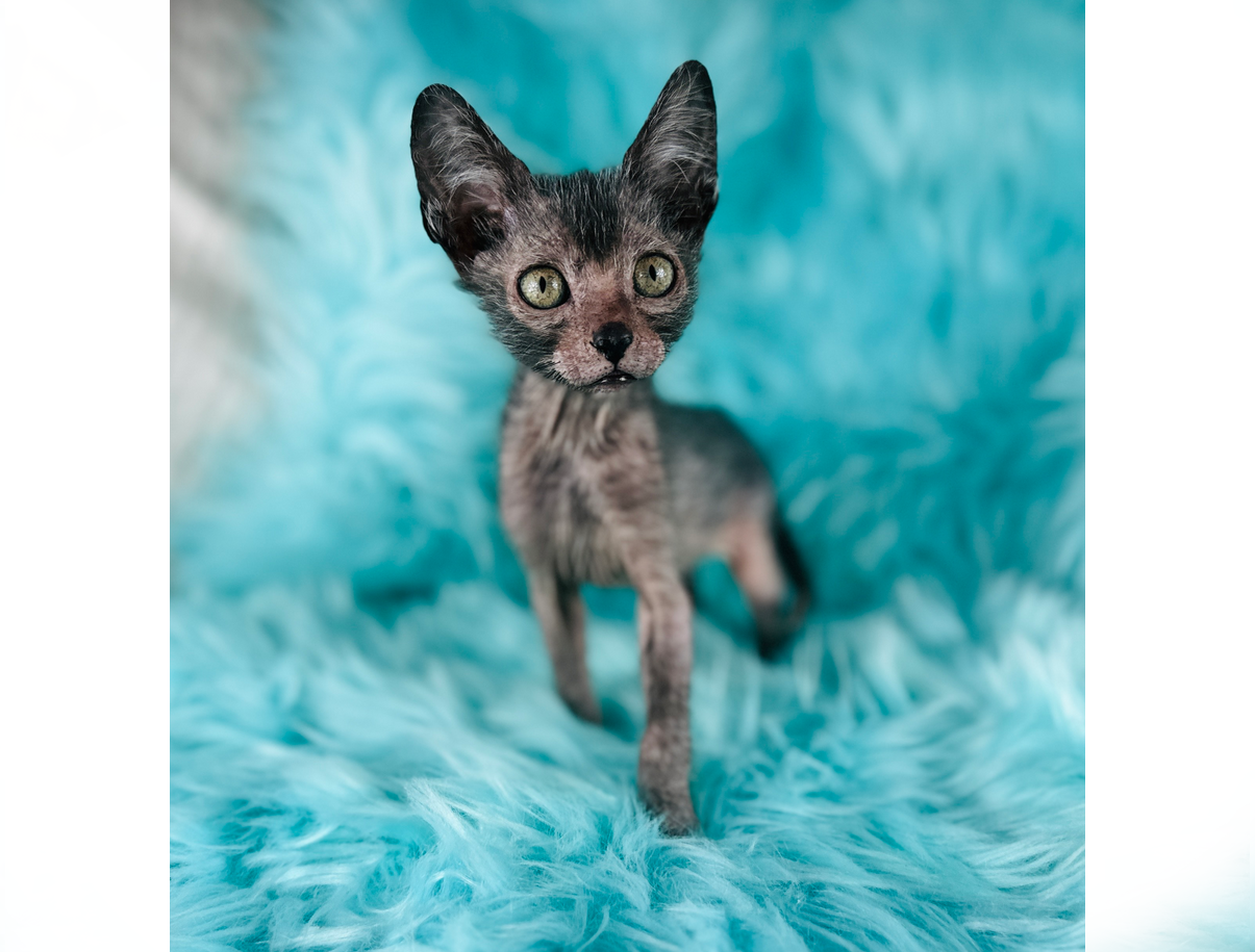 Lykoi kitten Wolf Kitten for sale