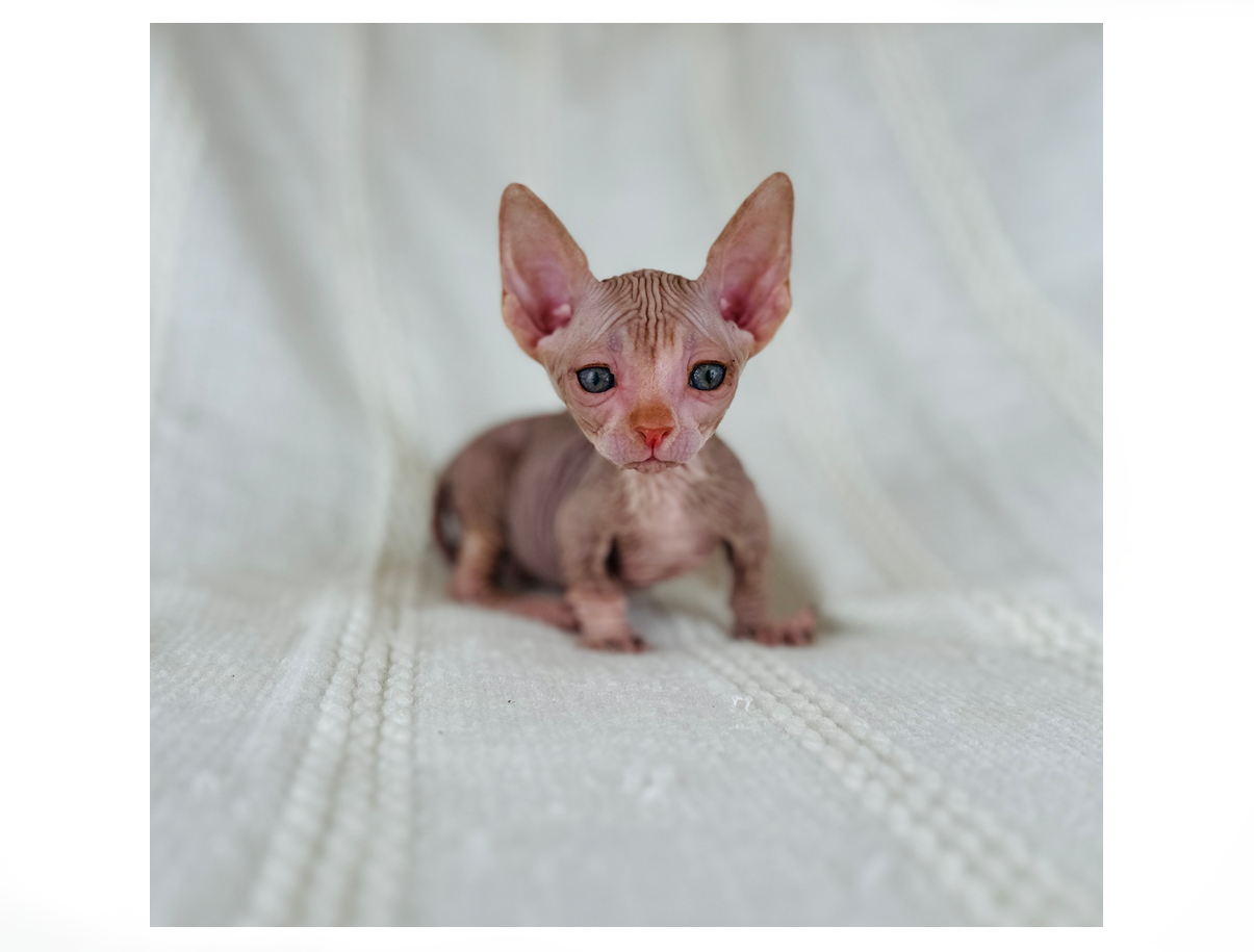 Miniature Bambino Sphynx Kitten for sale usa