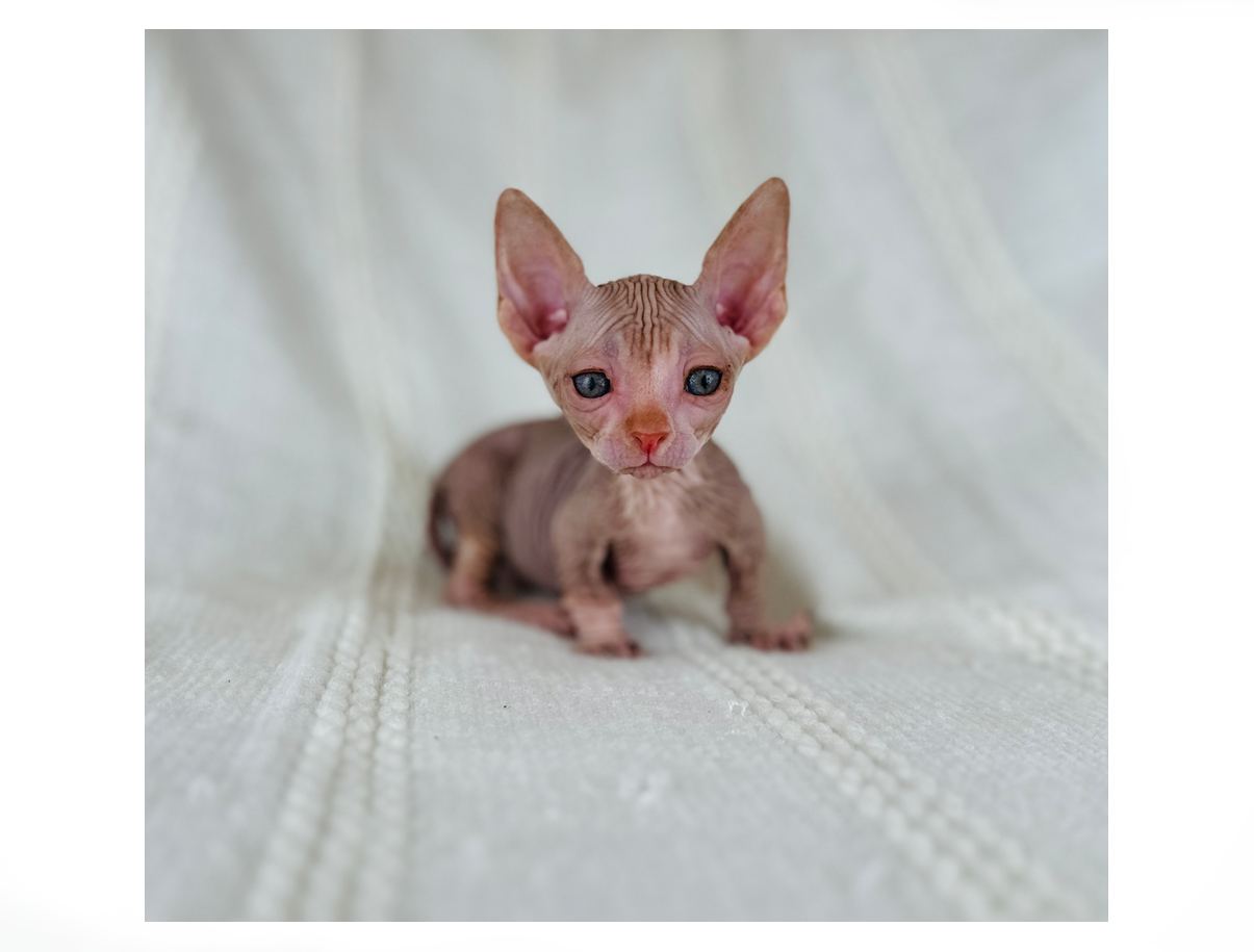 Miniature Bambino Sphynx Kitten for sale