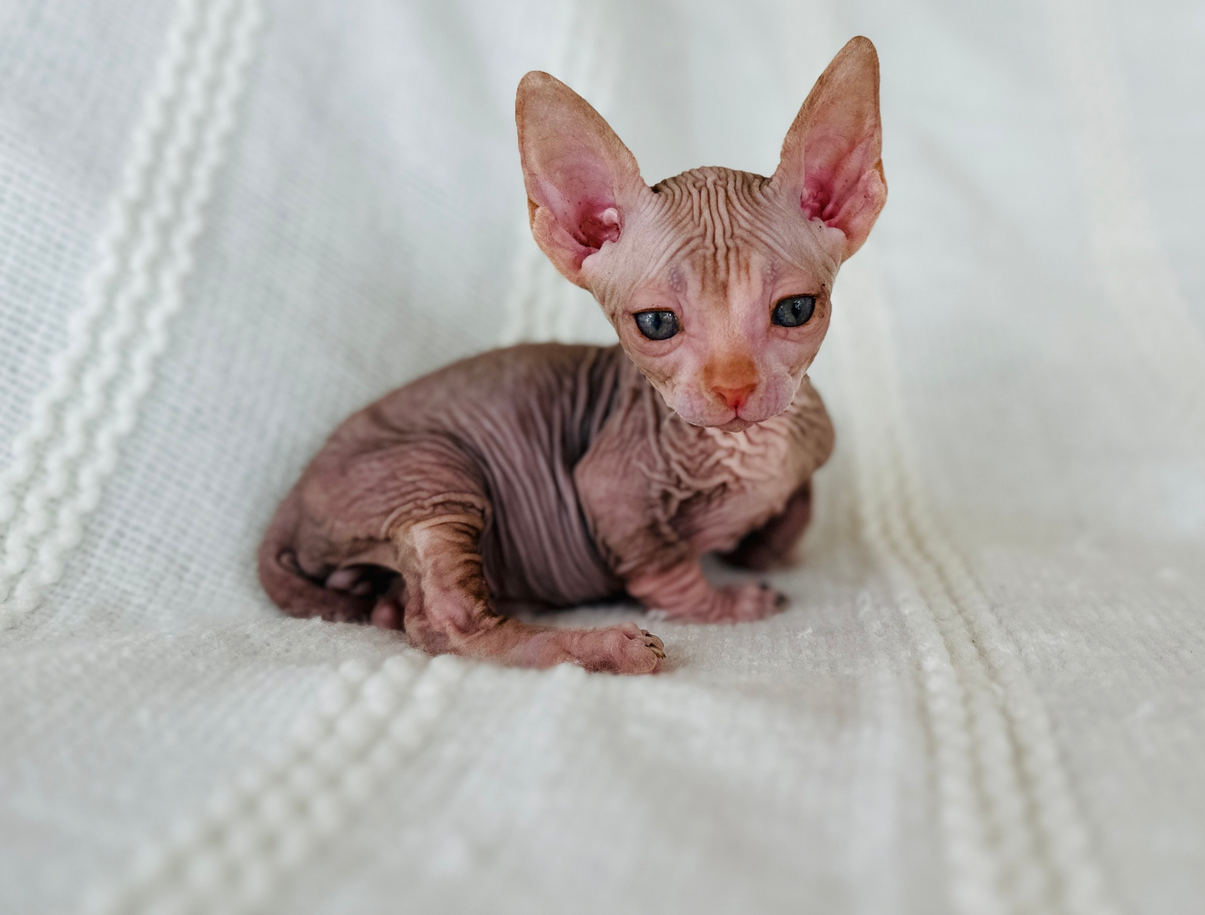 Miniature Bambino Sphynx Kitten