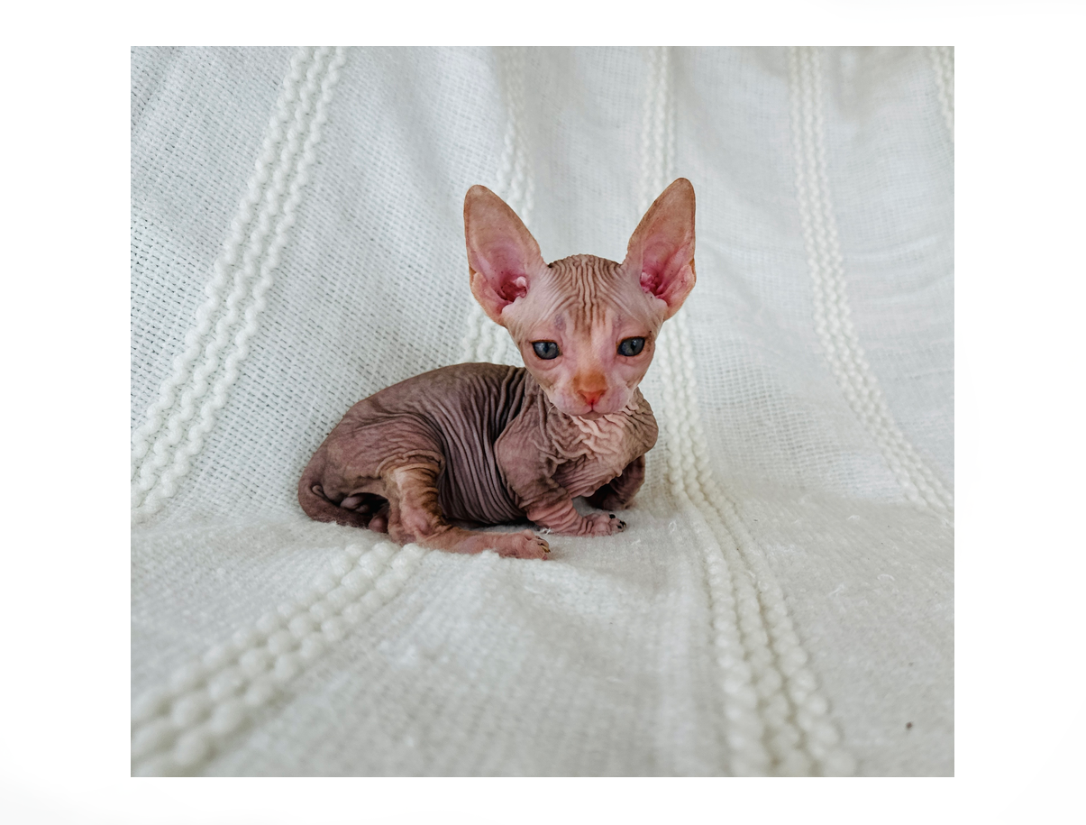 Miniature Bambino Sphynx Cat