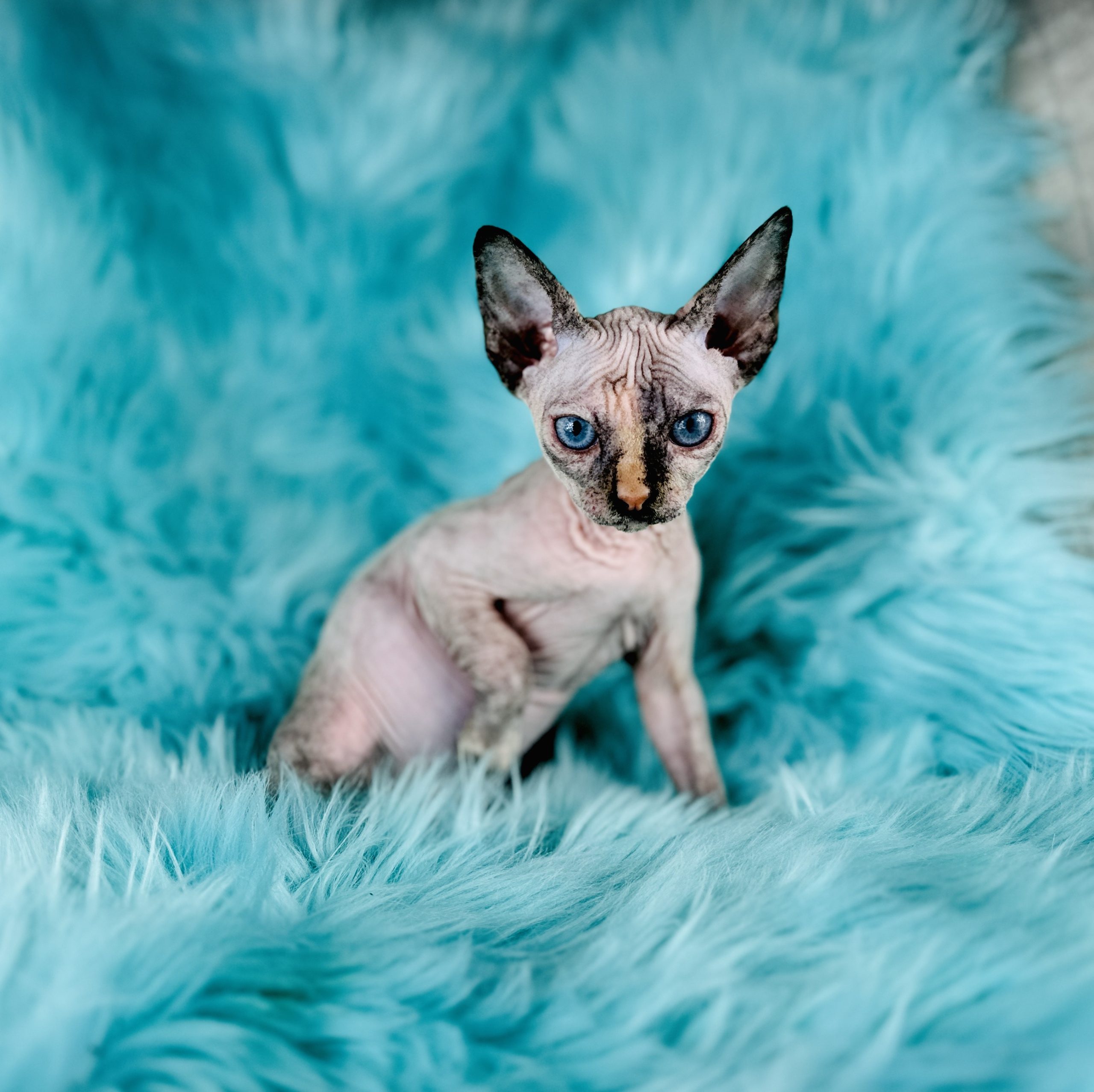 Sphynx Kitten for sale