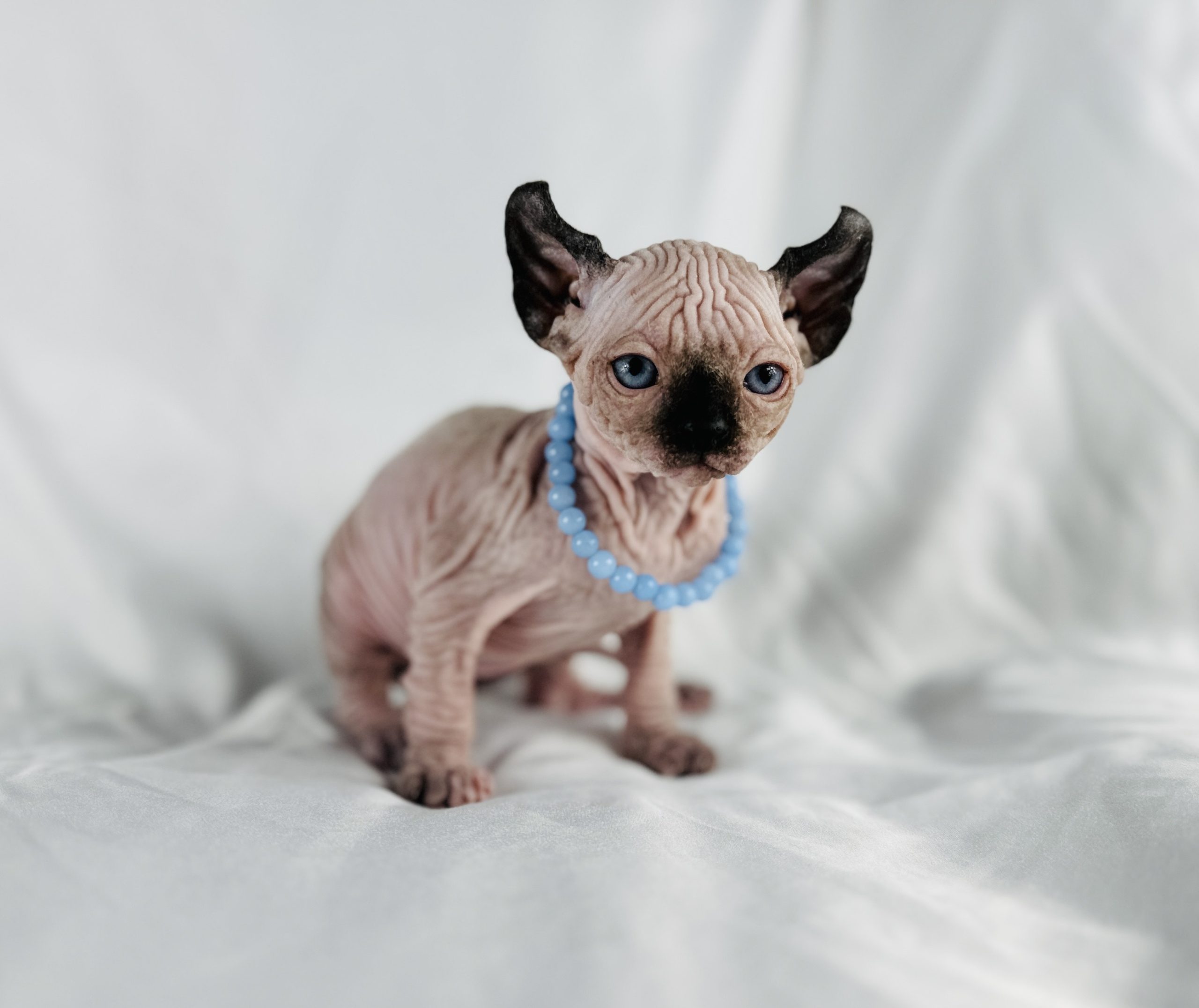 Sphynx kitten for sale