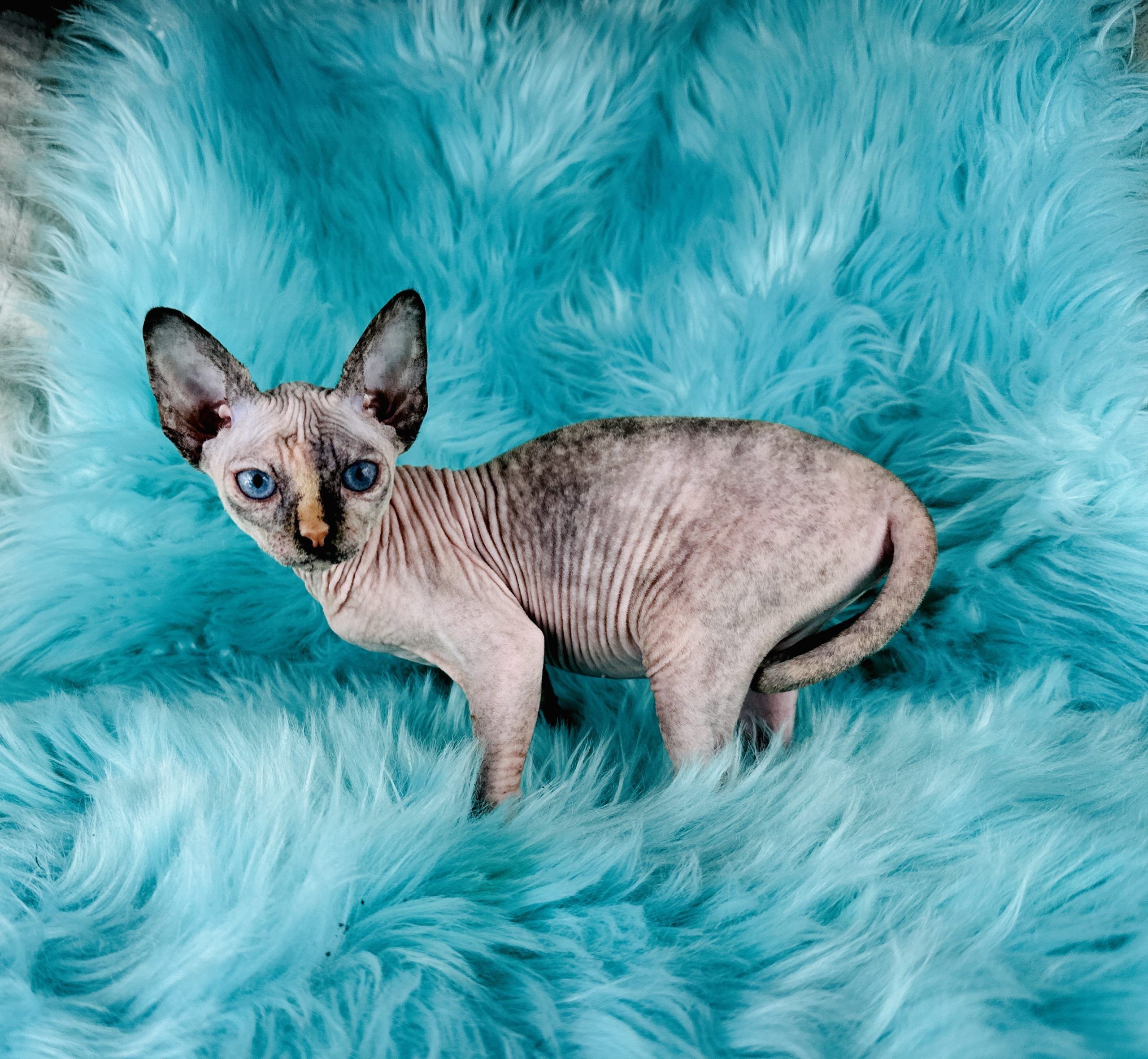 Wrinkly Blue Eyes Sphynx Kitten