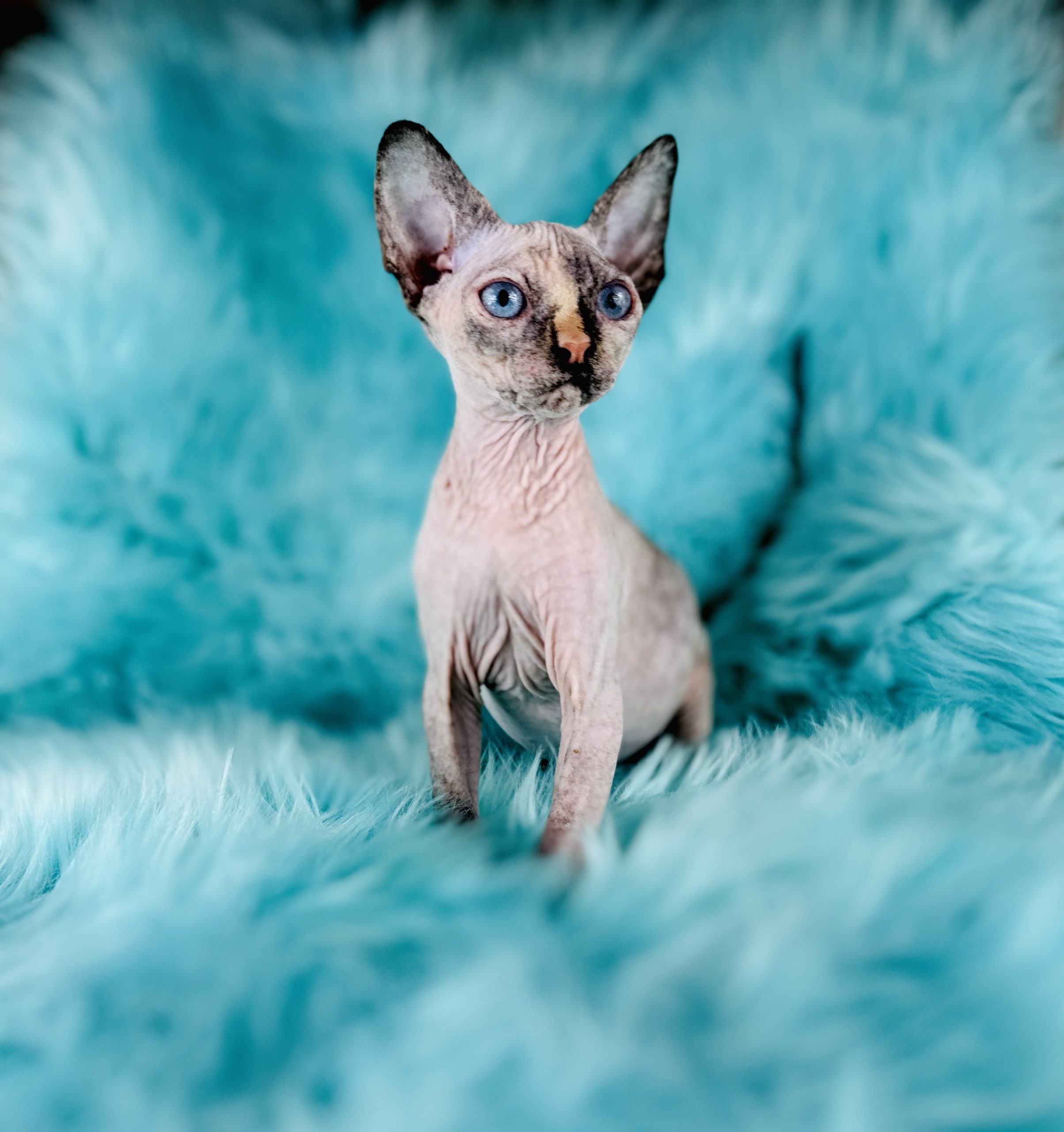 for sale Wrinkly Blue Eyes Sphynx Kitten