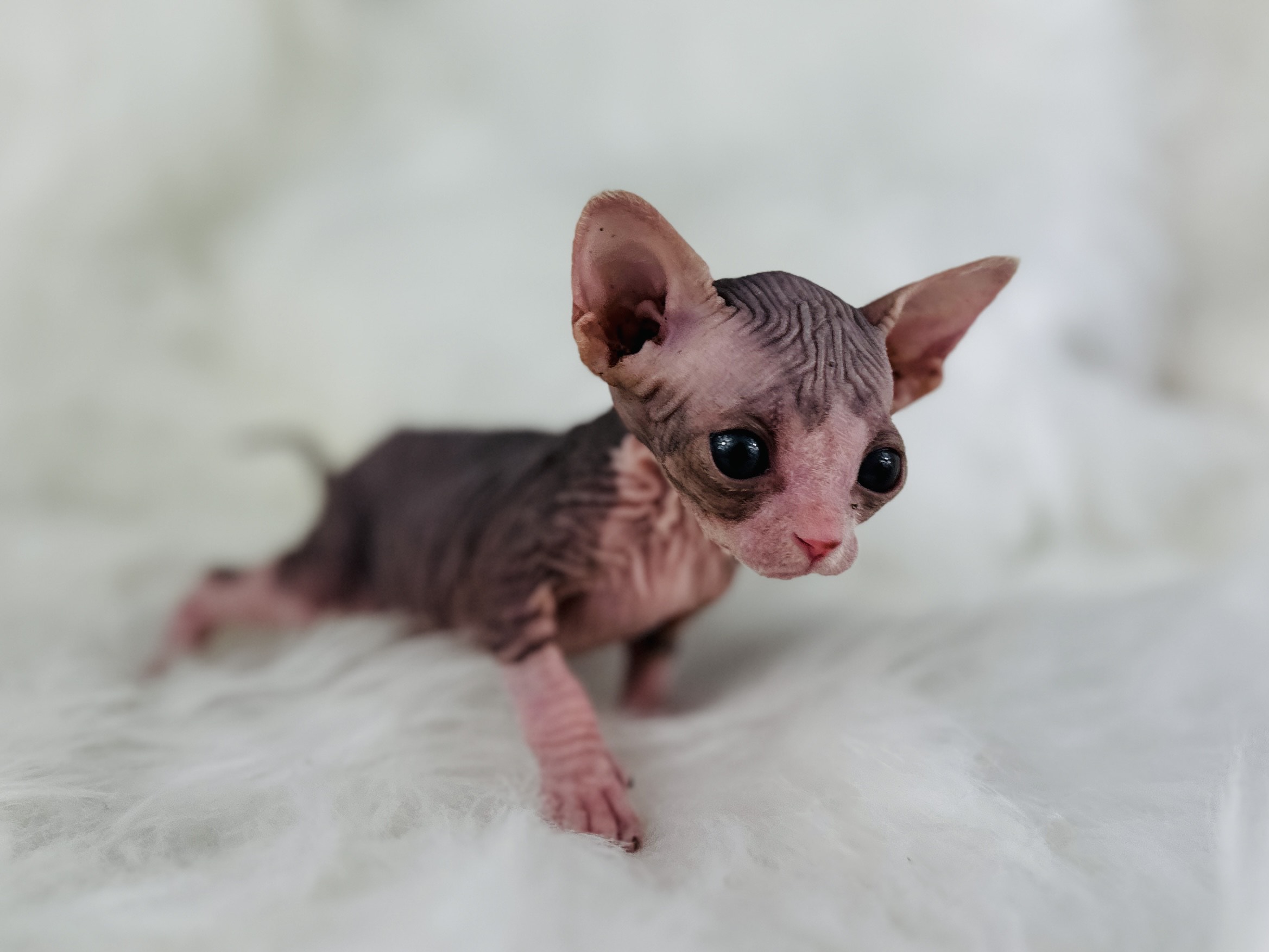 Blue-Eyed Mink Tabby Sphynx cat