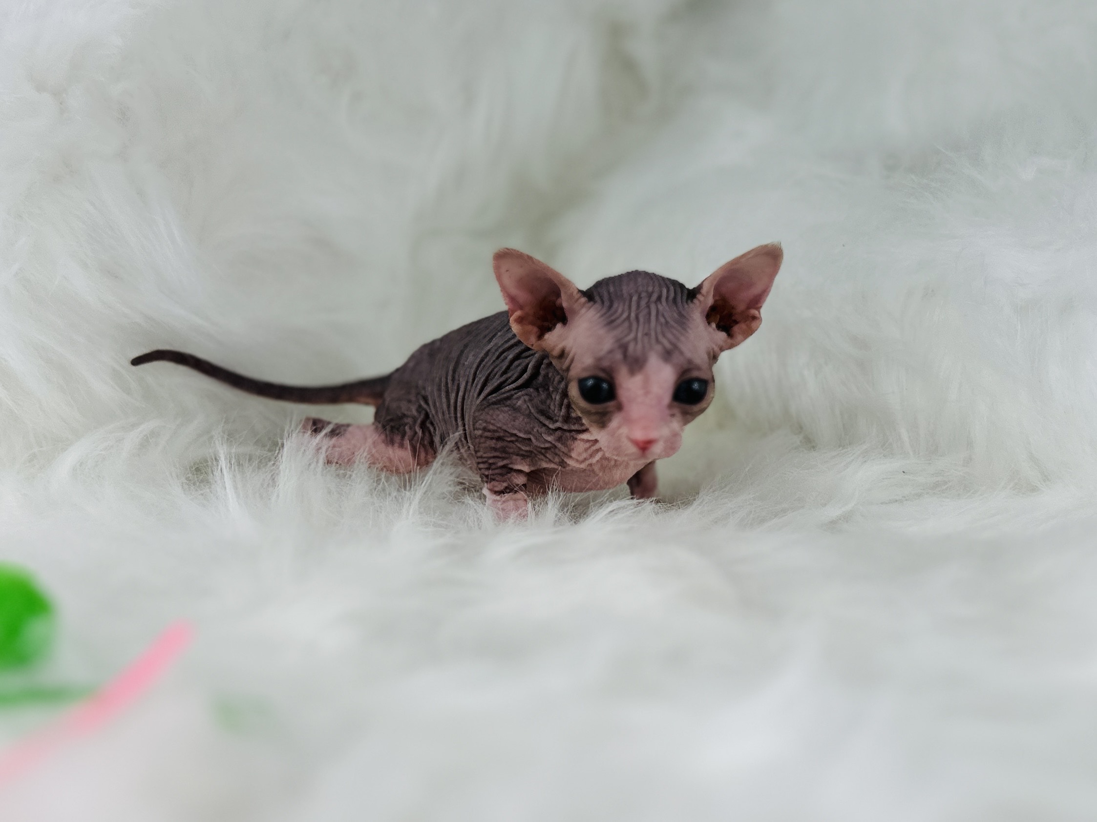 Blue-Eyed Mink Tabby Sphynx for sale