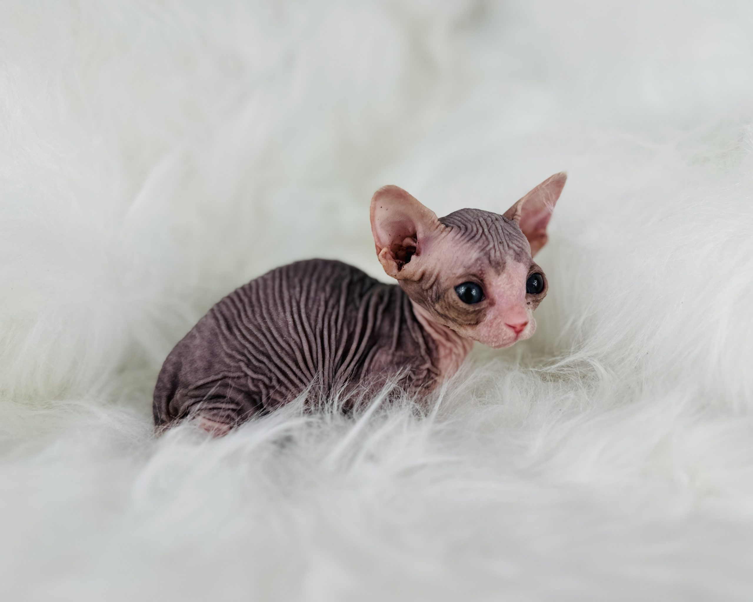 Blue-Eyed Mink Tabby Sphynx kitten