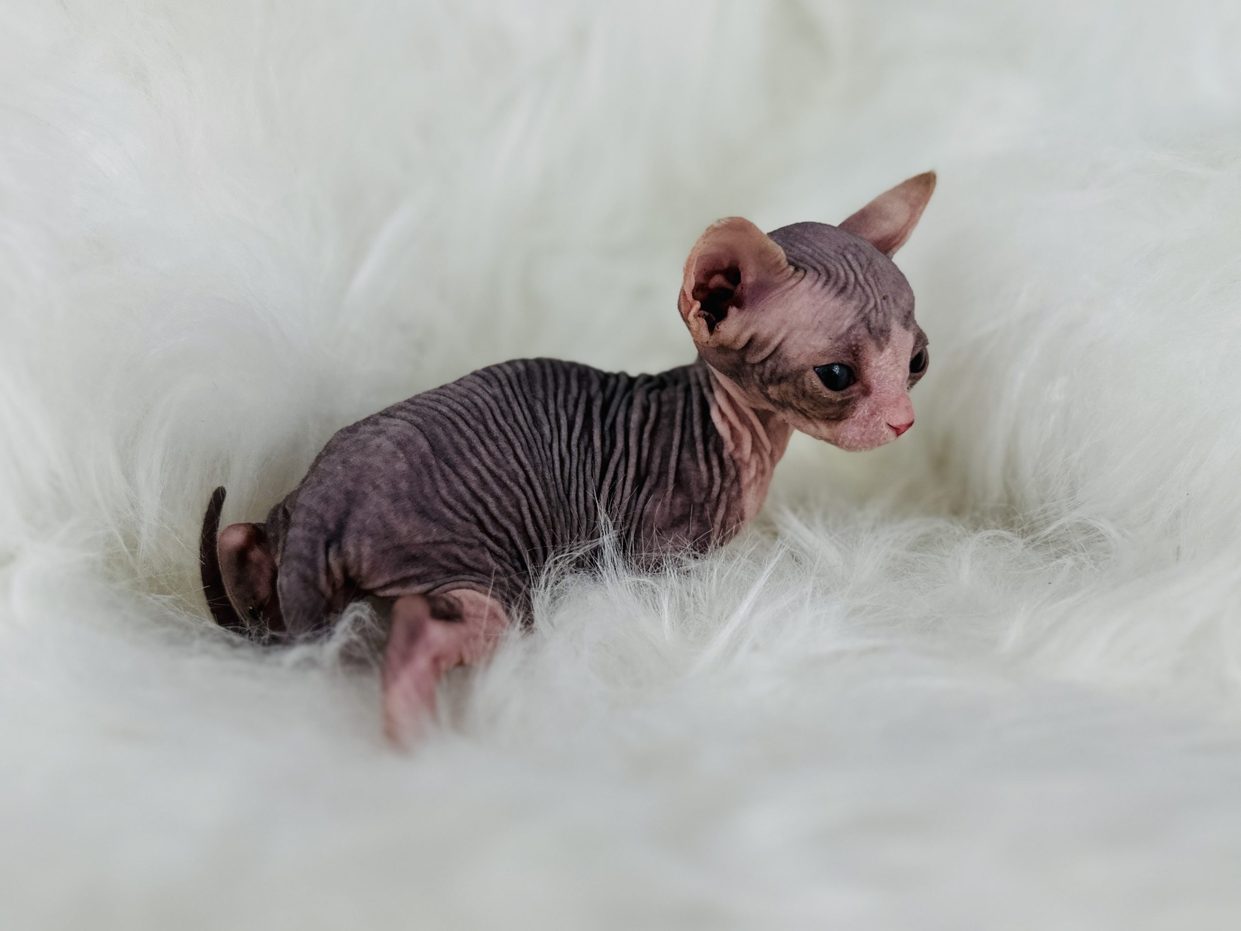 Blue-Eyed Mink Tabby Sphynx